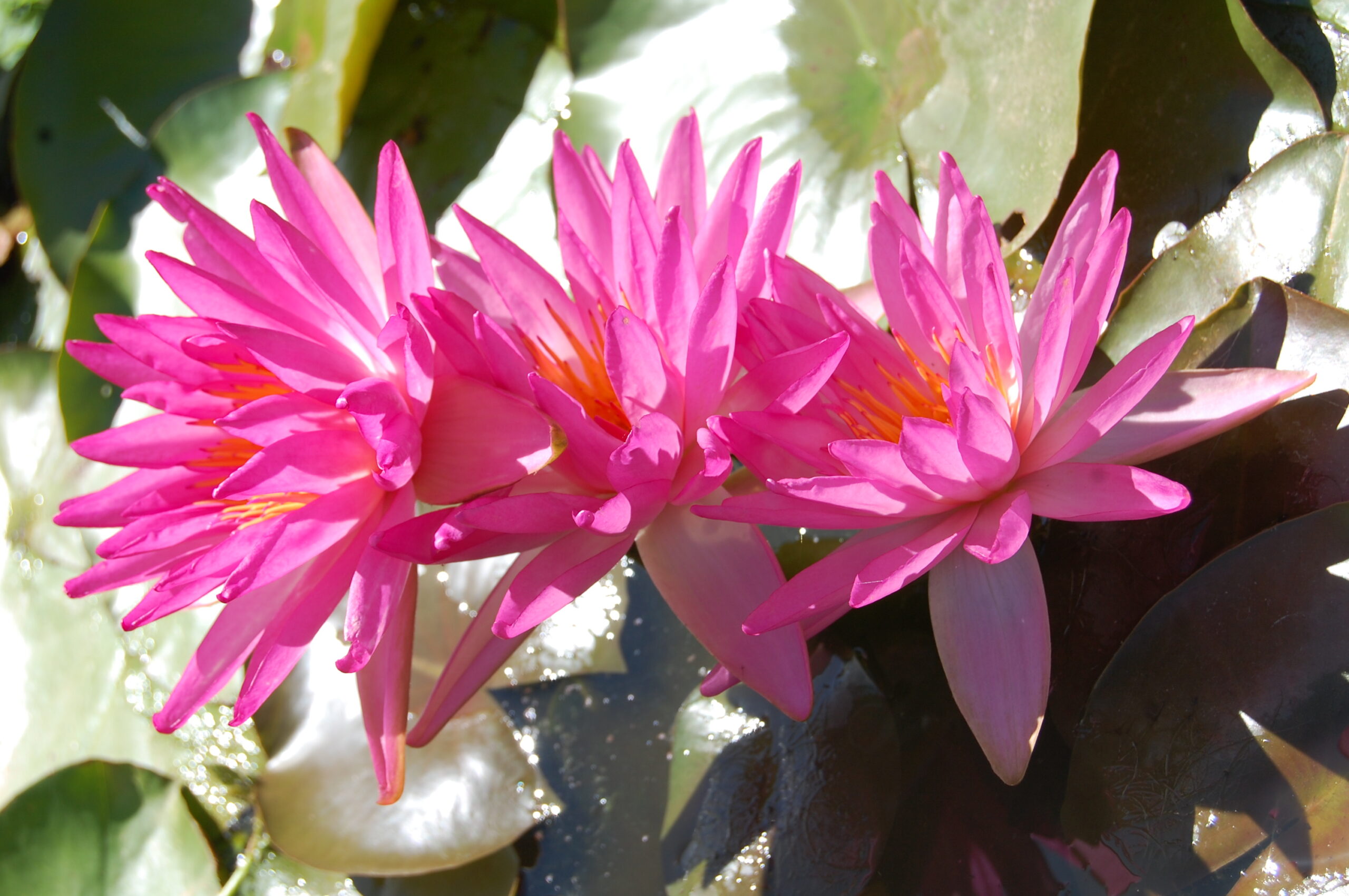 acheter nymphaea Tropic Star for sale buy on line (1)
