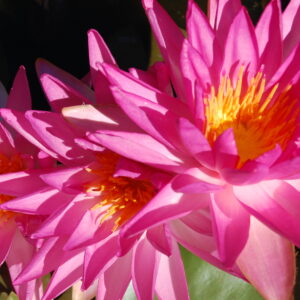 acheter nymphaea Tropic Star for sale buy on line (10)