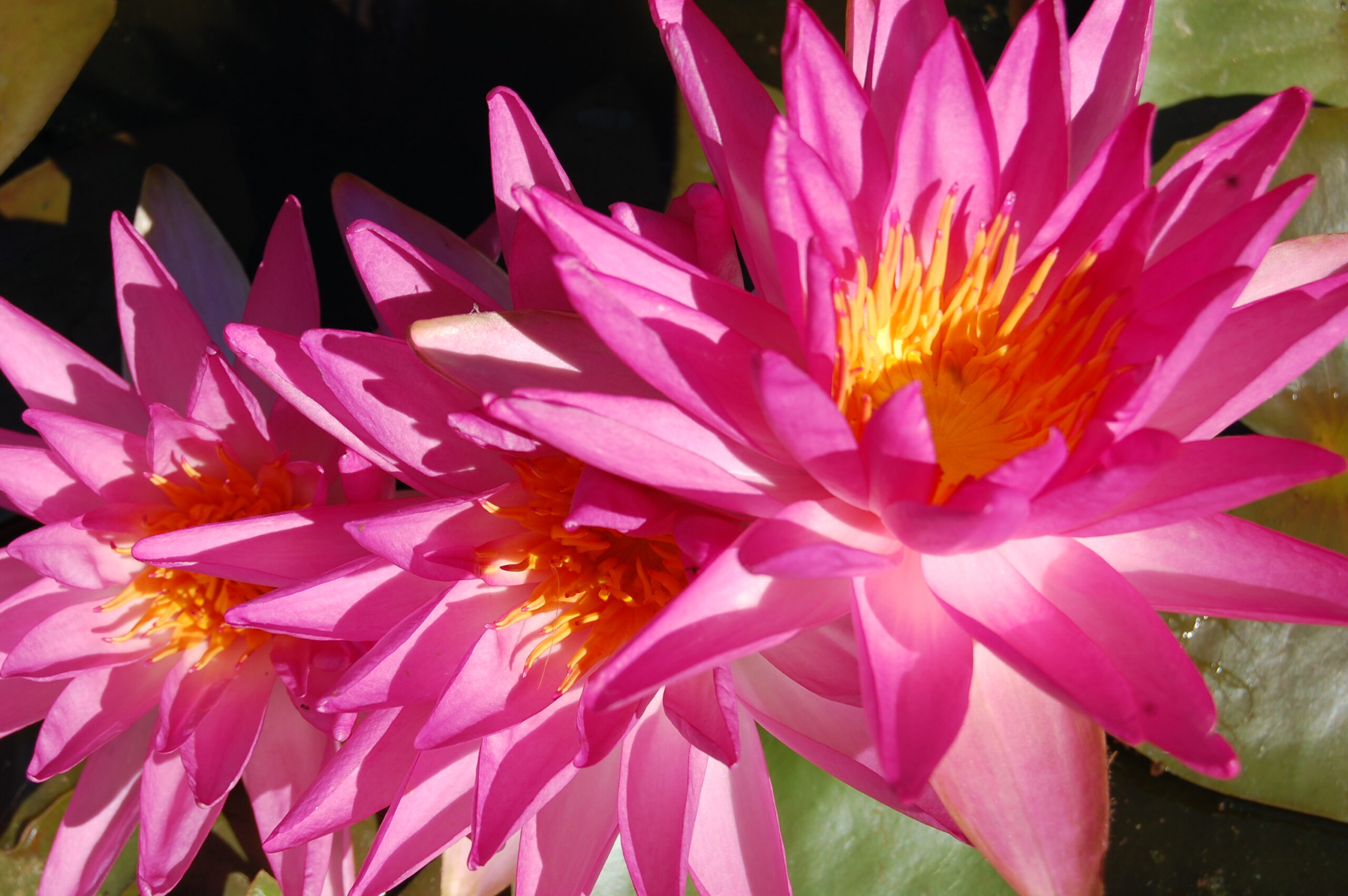 acheter nymphaea Tropic Star for sale buy on line (10)