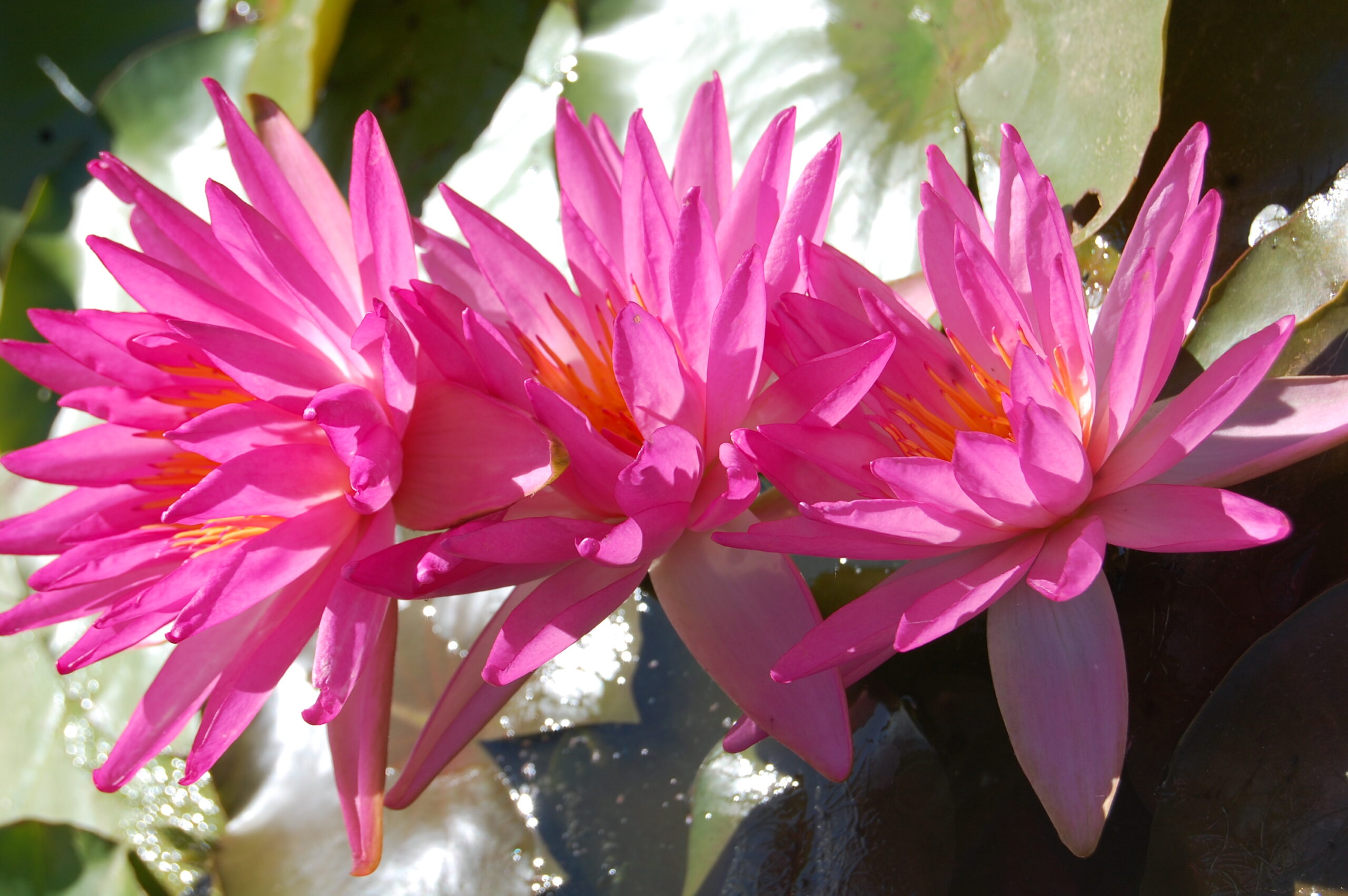 acheter nymphaea Tropic Star for sale buy on line (12)