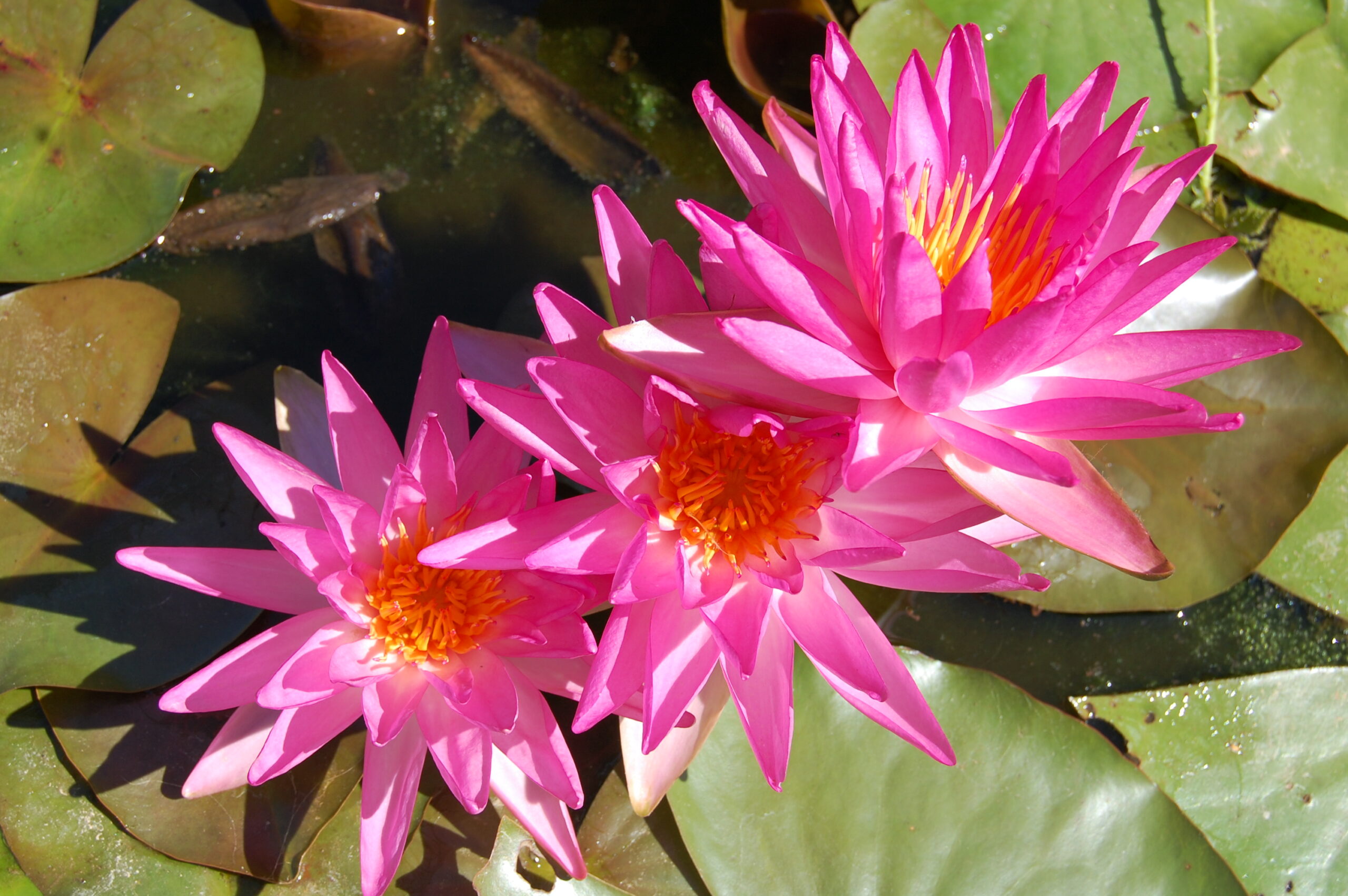 acheter nymphaea Tropic Star for sale buy on line (3)