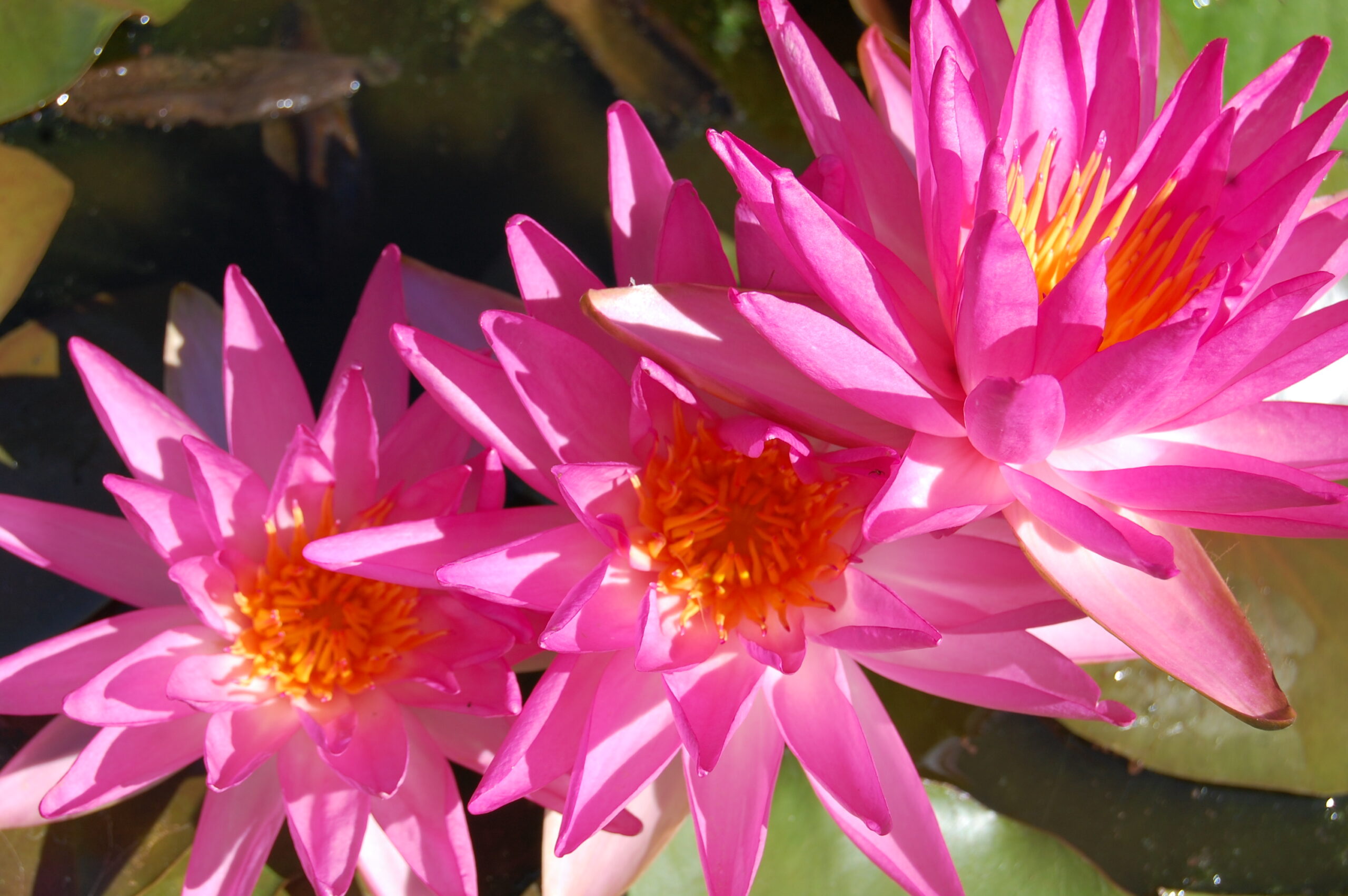 acheter nymphaea Tropic Star for sale buy on line (7)