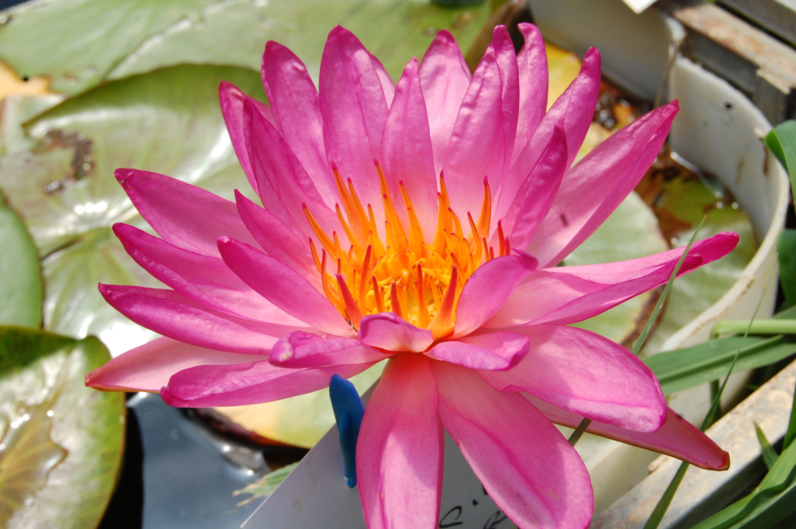 acheter nymphaea Tropic Star for sale buy on line