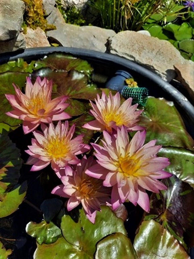 acheter nymphaea Tropic Sunset for sale buy on line (10)