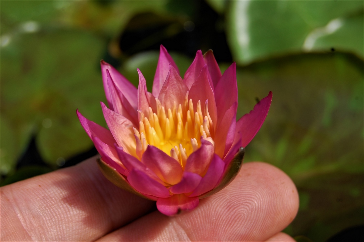acheter nymphaea Tropic Sunset for sale buy on line (20)