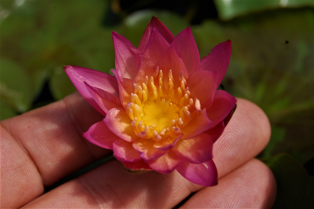 acheter nymphaea Tropic Sunset for sale buy on line (24)