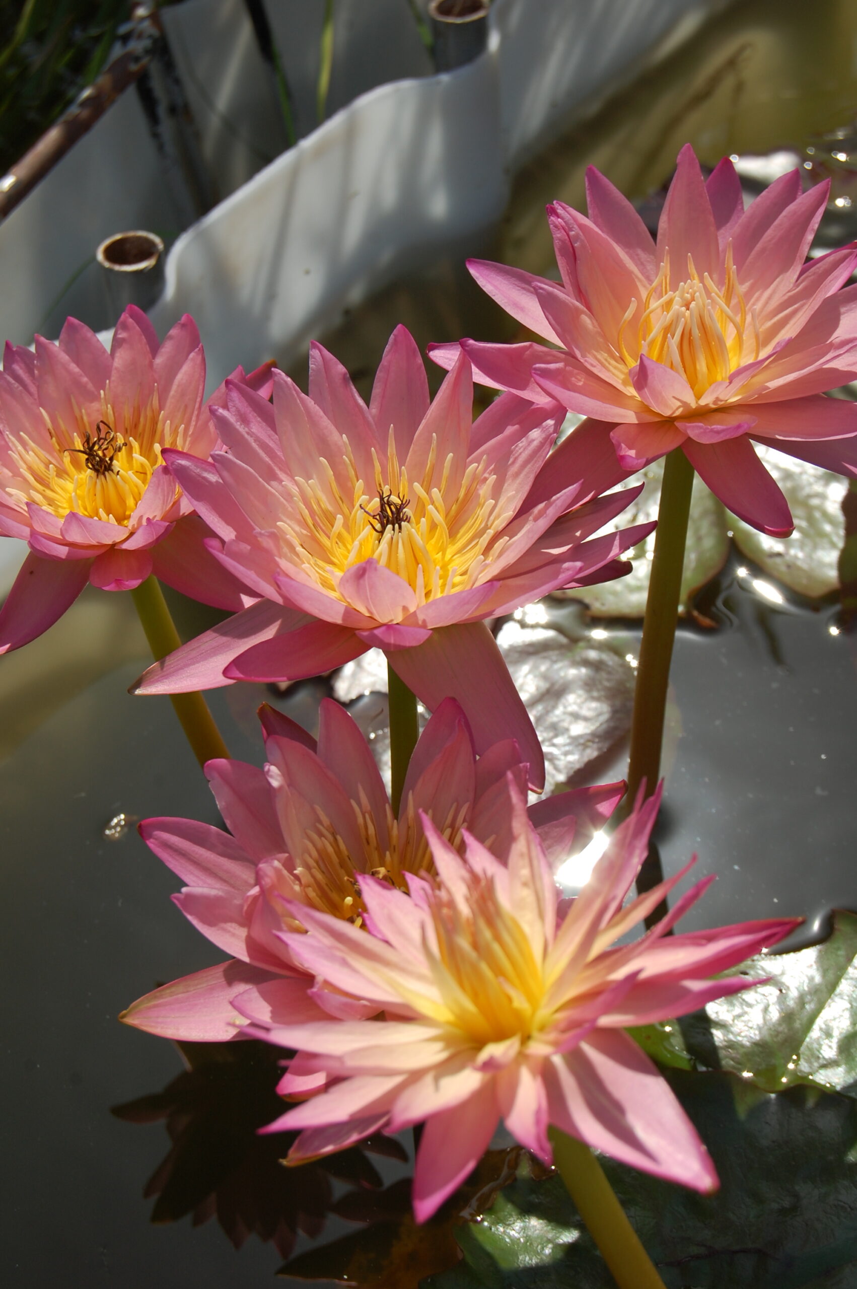 acheter nymphaea Tropic Sunset for sale buy on line (28)