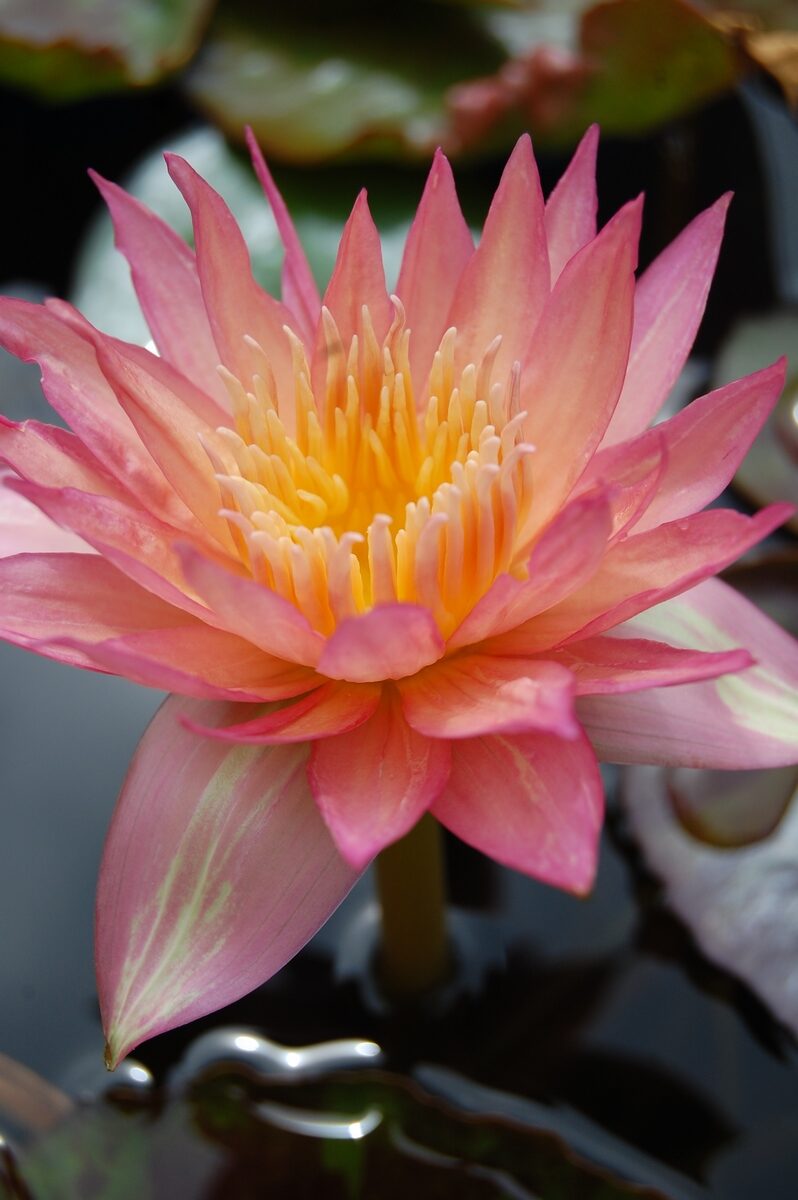 acheter nymphaea Tropic Sunset for sale buy on line (29)