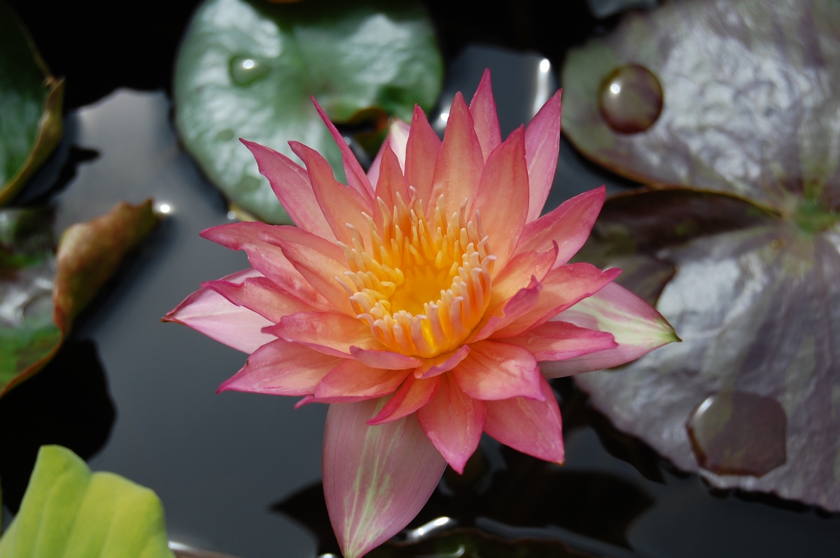 acheter nymphaea Tropic Sunset for sale buy on line (35)