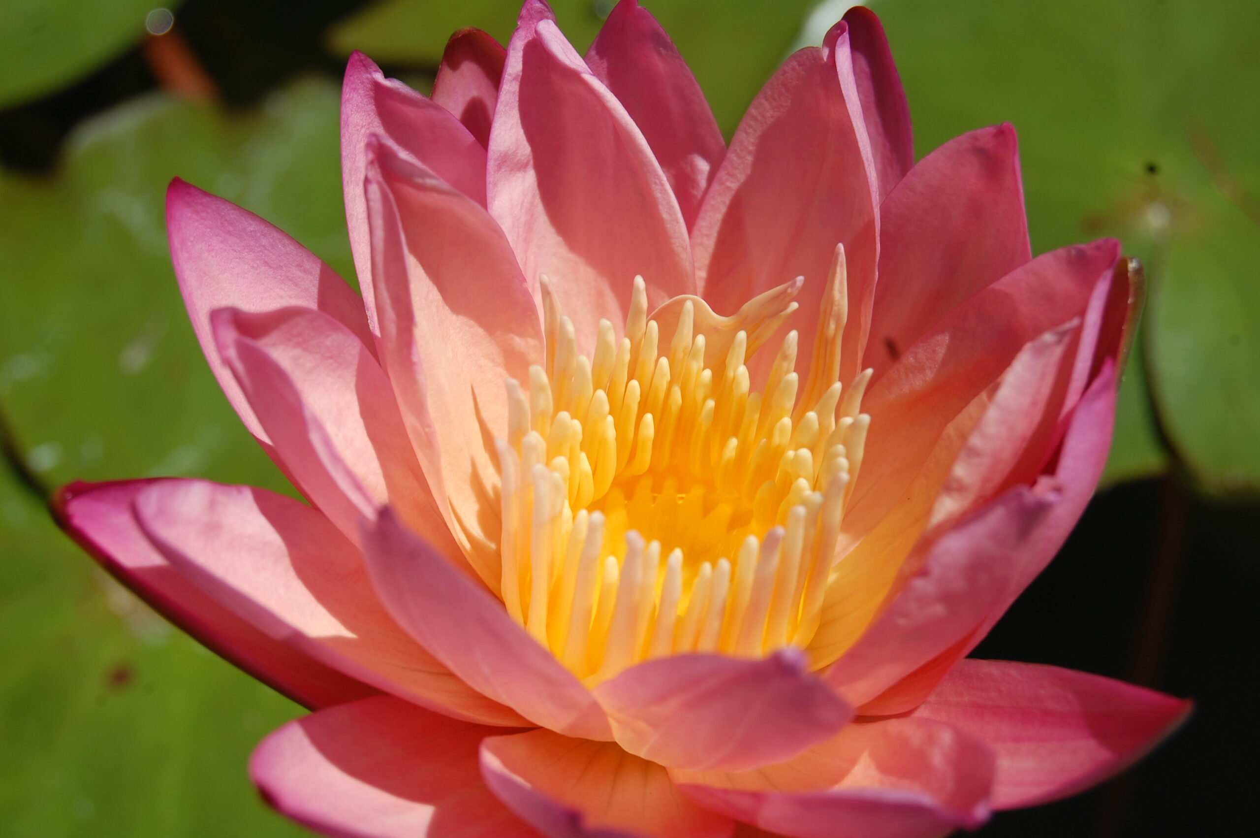 acheter nymphaea Tropic Sunset for sale buy on line (37)