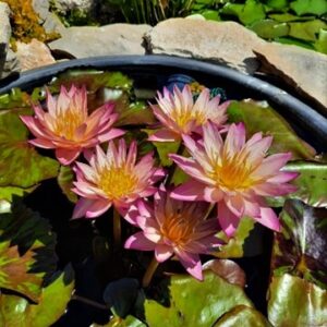acheter nymphaea Tropic Sunset for sale buy on line (7)