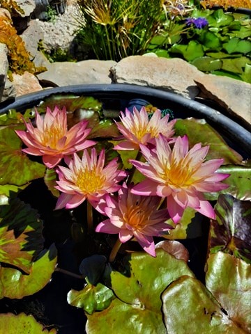 acheter nymphaea Tropic Sunset for sale buy on line (7)