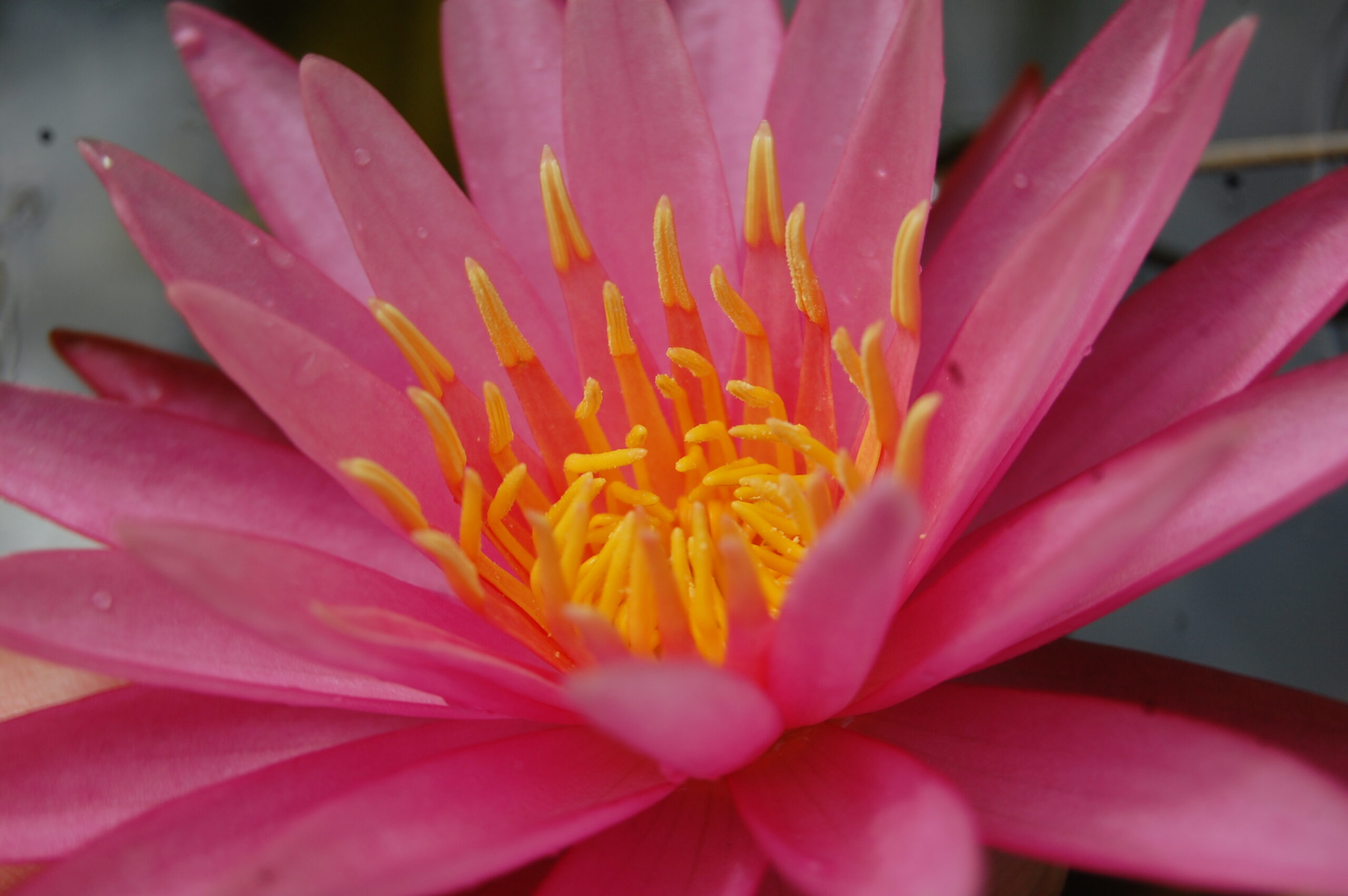 acheter nymphaea Véga for sale buy on line (10)