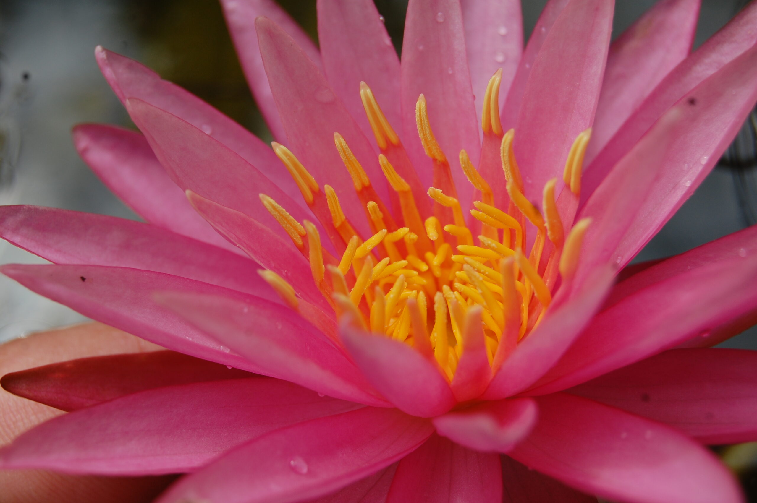 acheter nymphaea Véga for sale buy on line (12)