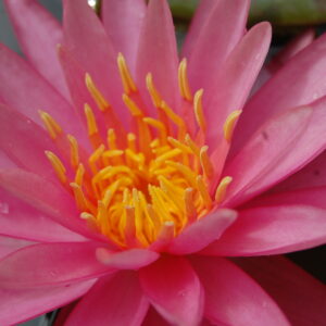 acheter nymphaea Véga for sale buy on line (2)