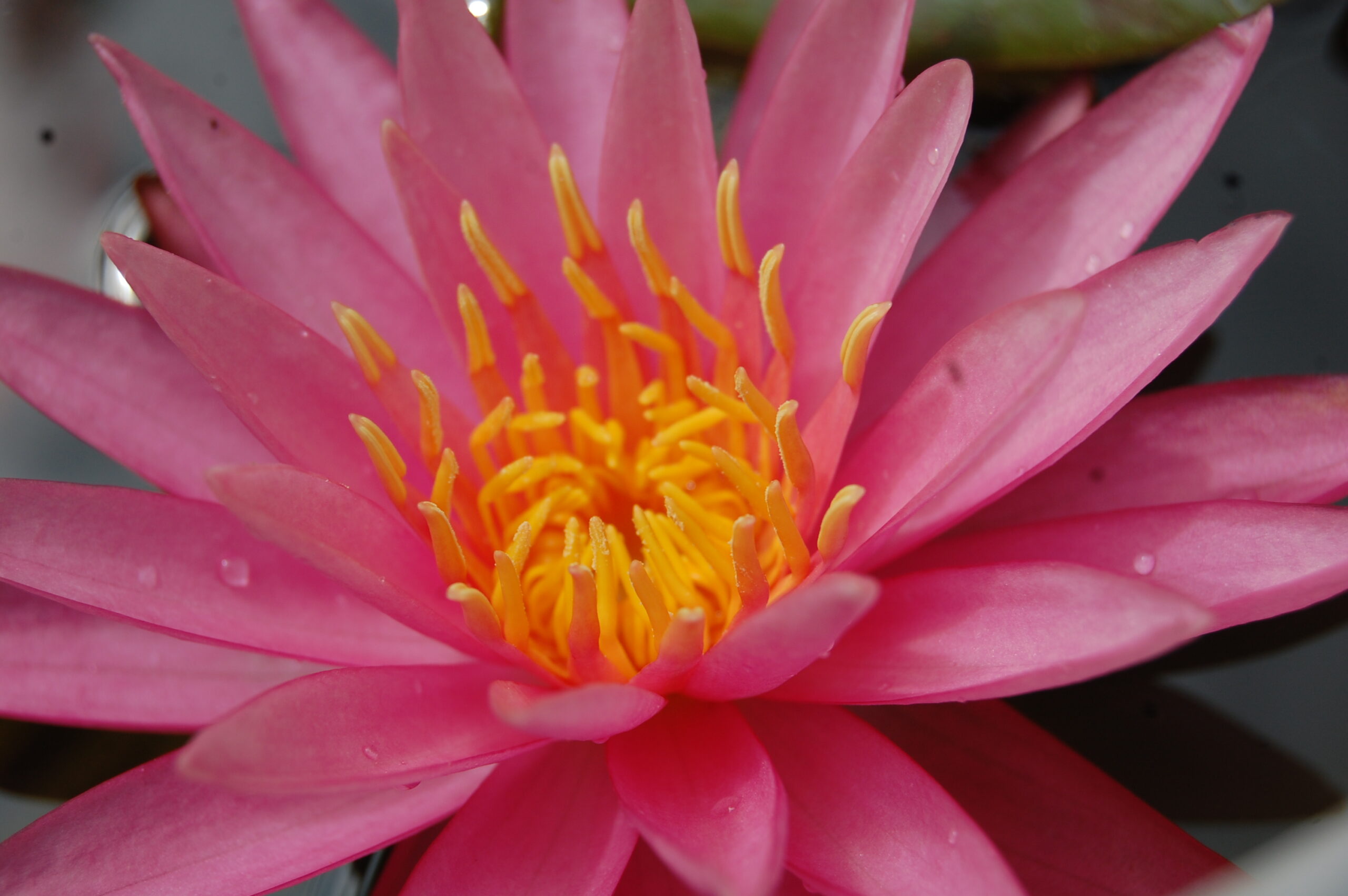 acheter nymphaea Véga for sale buy on line (2)