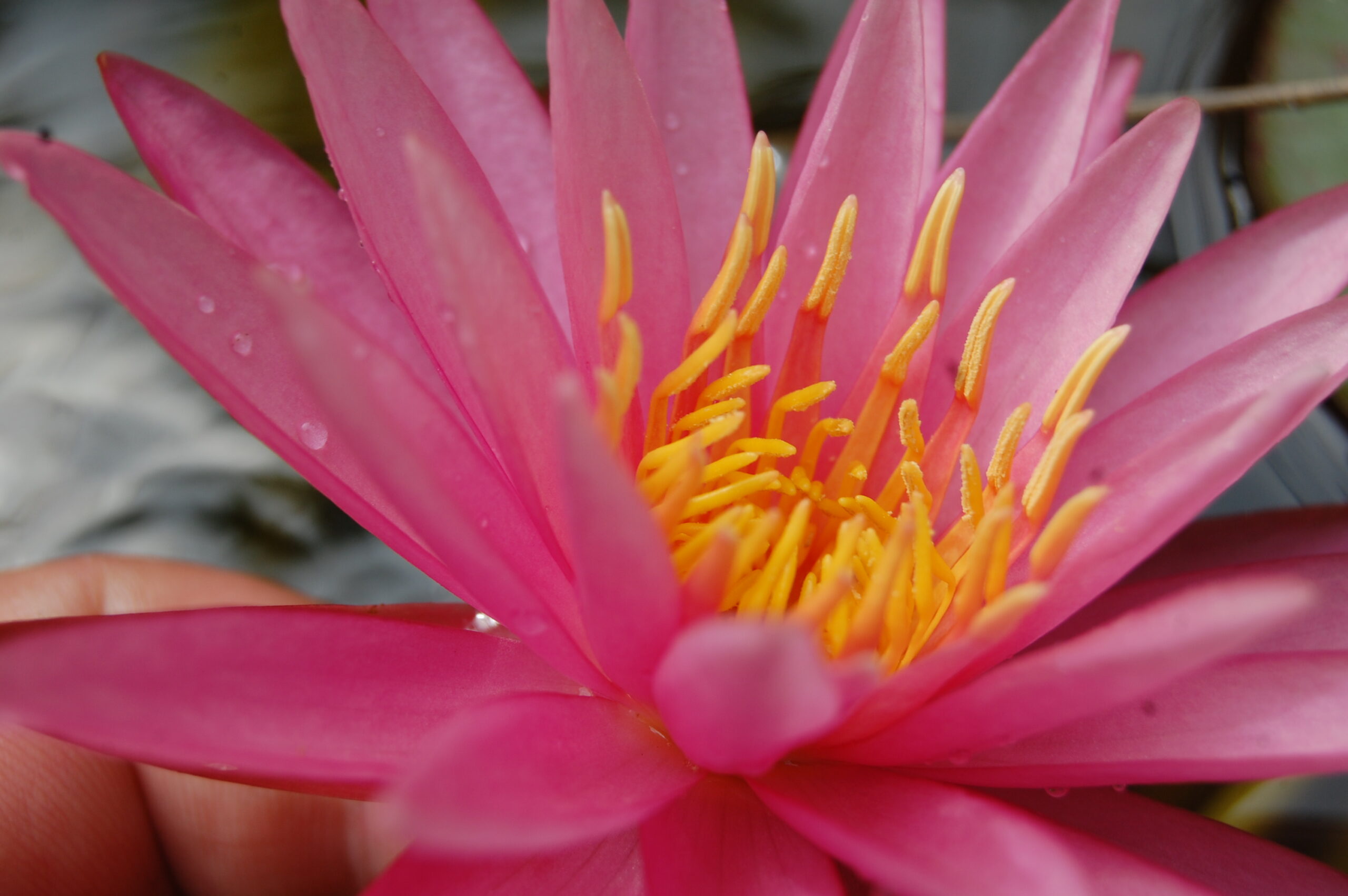 acheter nymphaea Véga for sale buy on line (5)