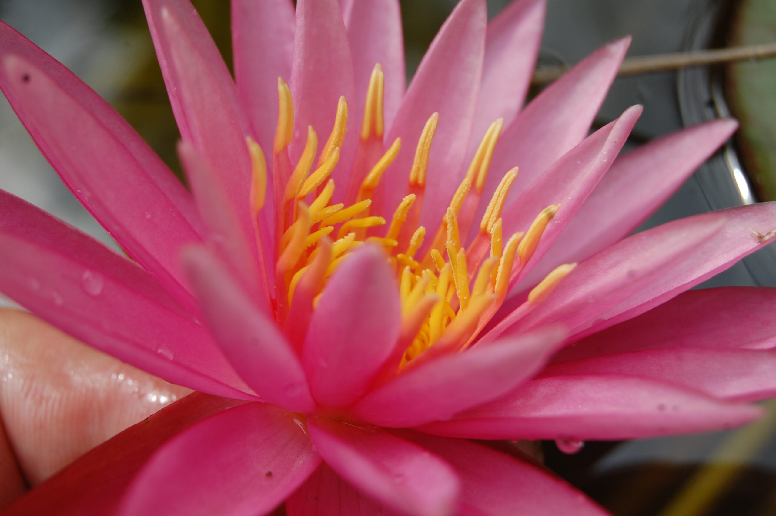 acheter nymphaea Véga for sale buy on line (7)