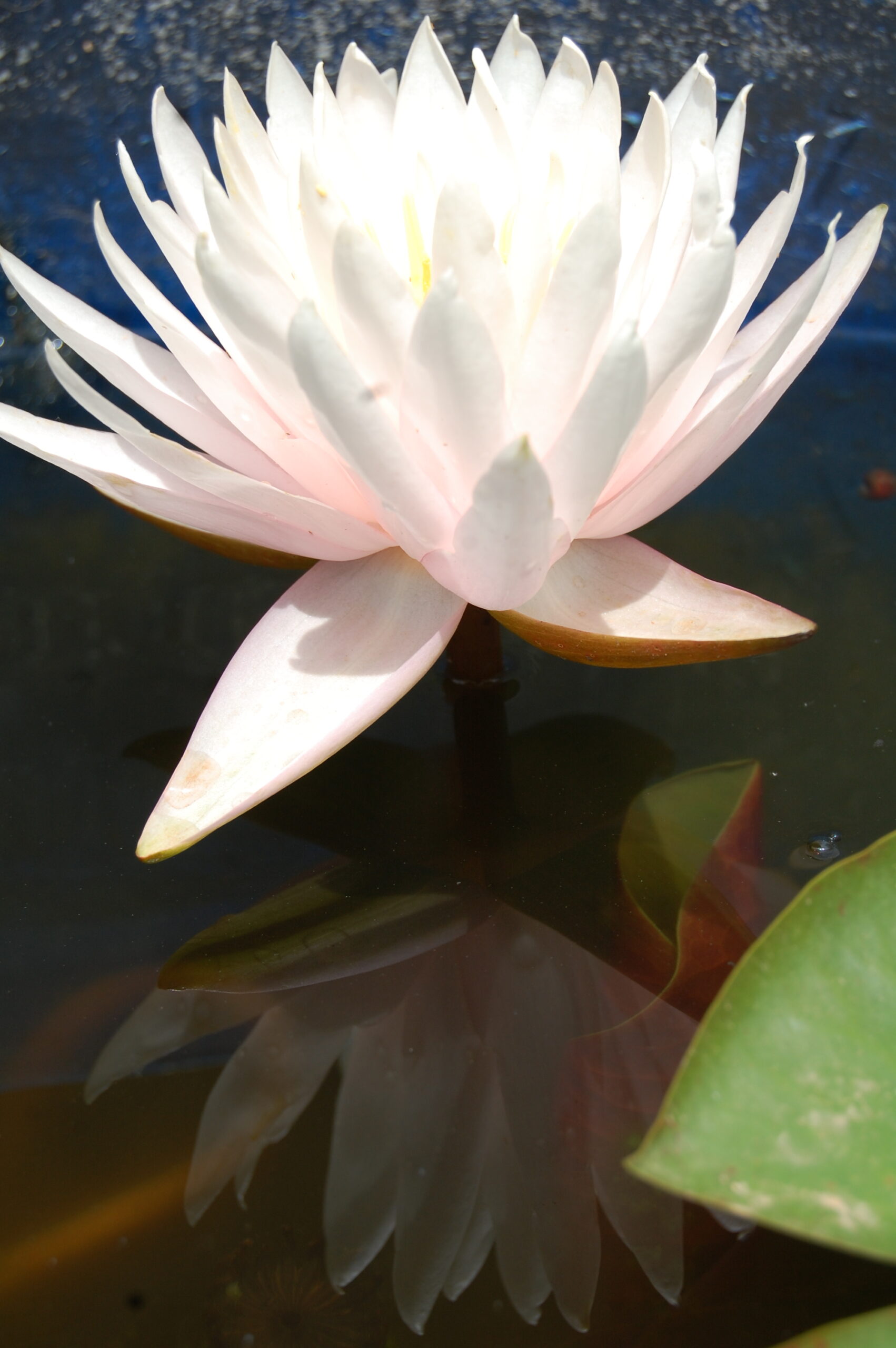 acheter nymphaea Vénus for sale buy on line (11)