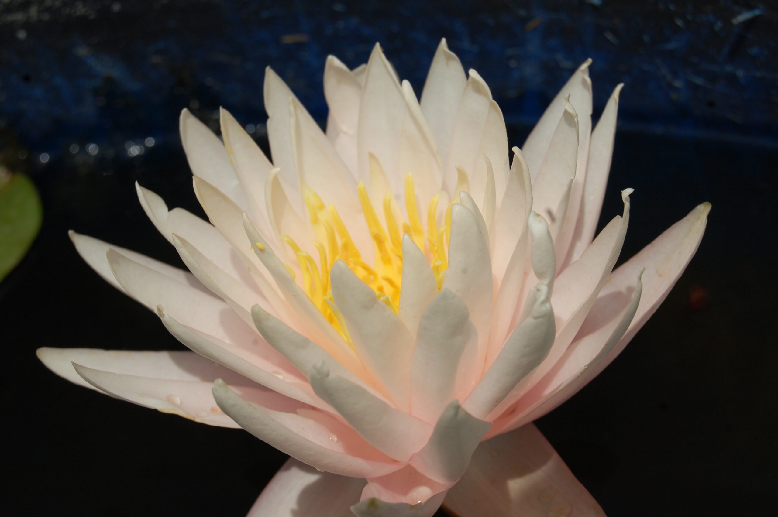acheter nymphaea Vénus for sale buy on line (15)