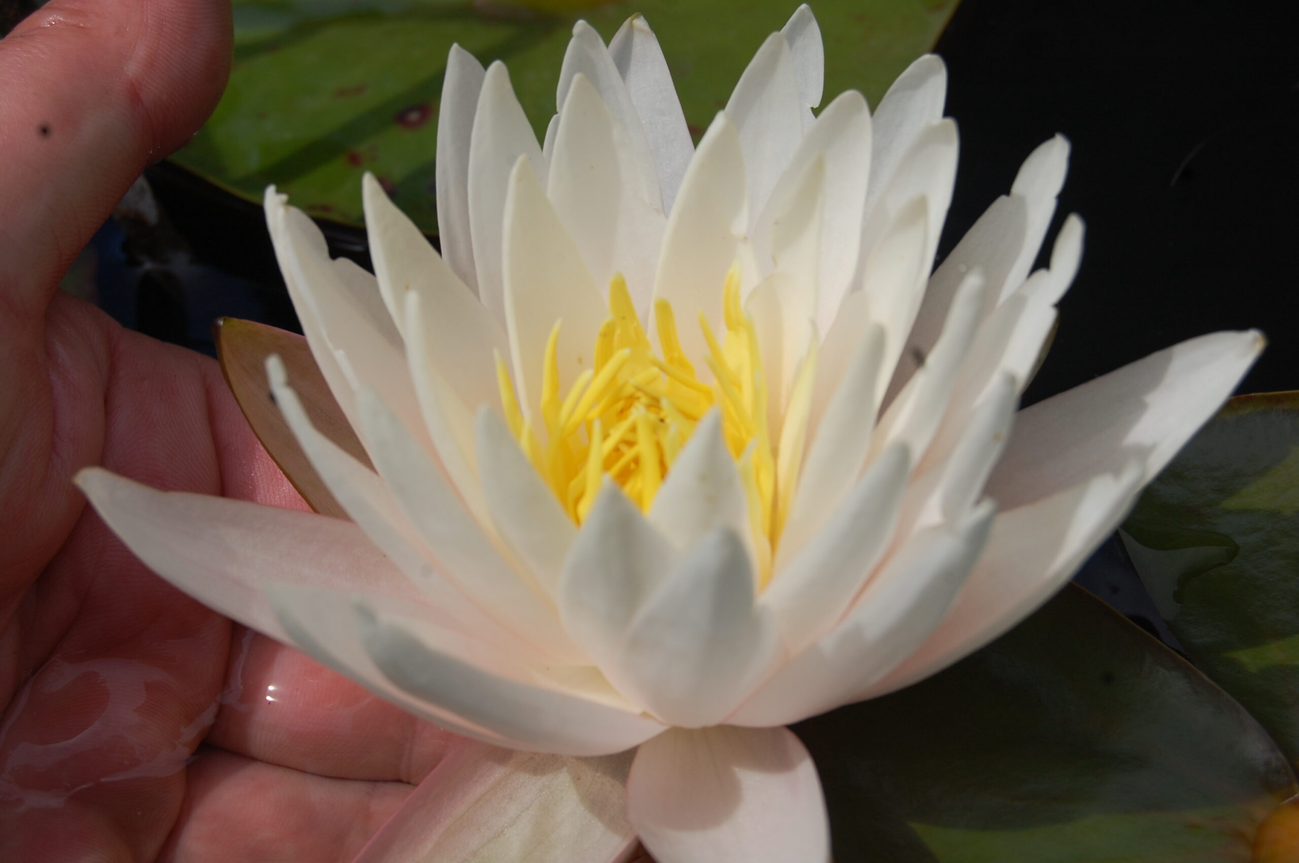 acheter nymphaea Vénus for sale buy on line (21)