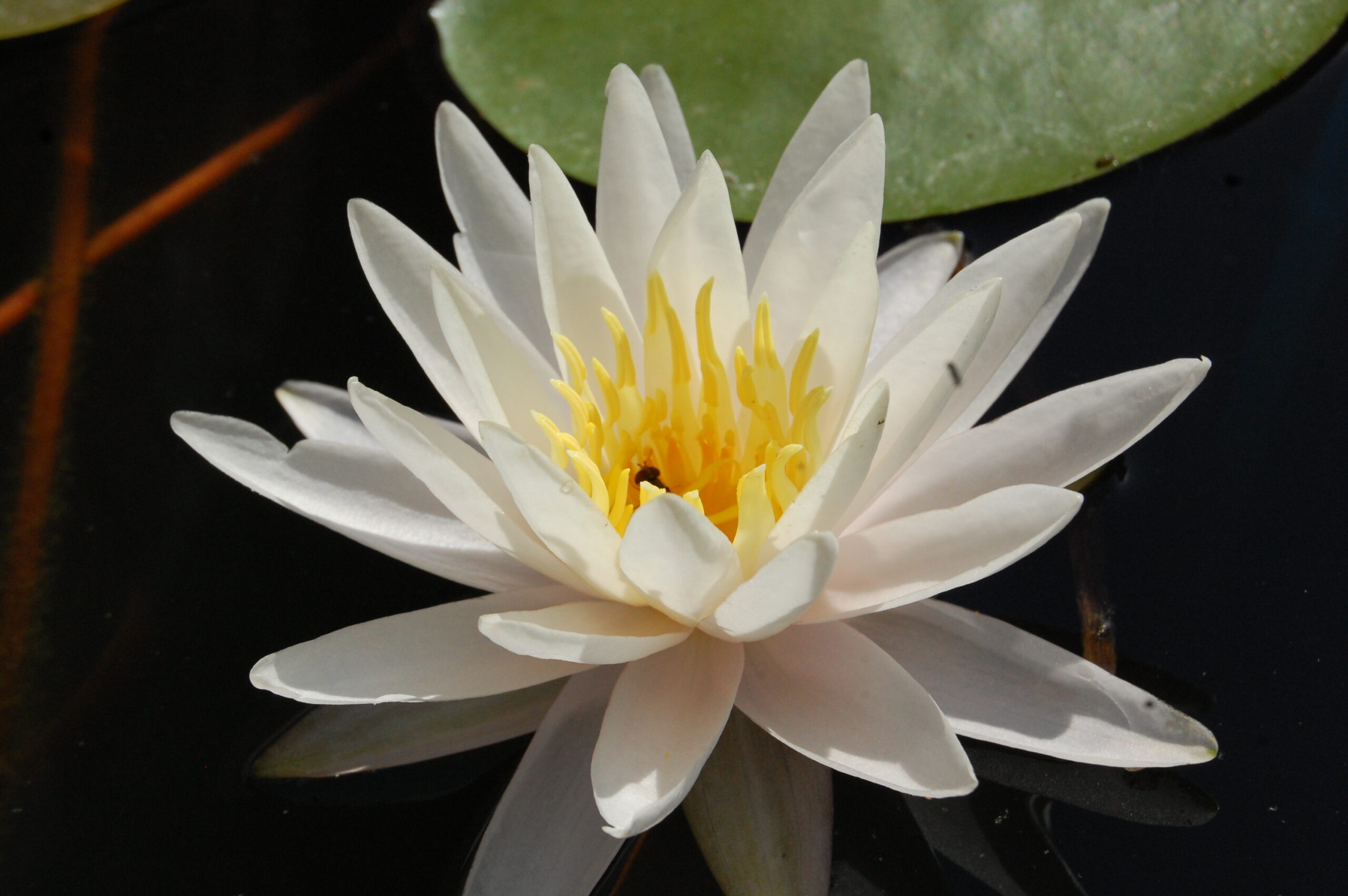 acheter nymphaea Vénus for sale buy on line (23)