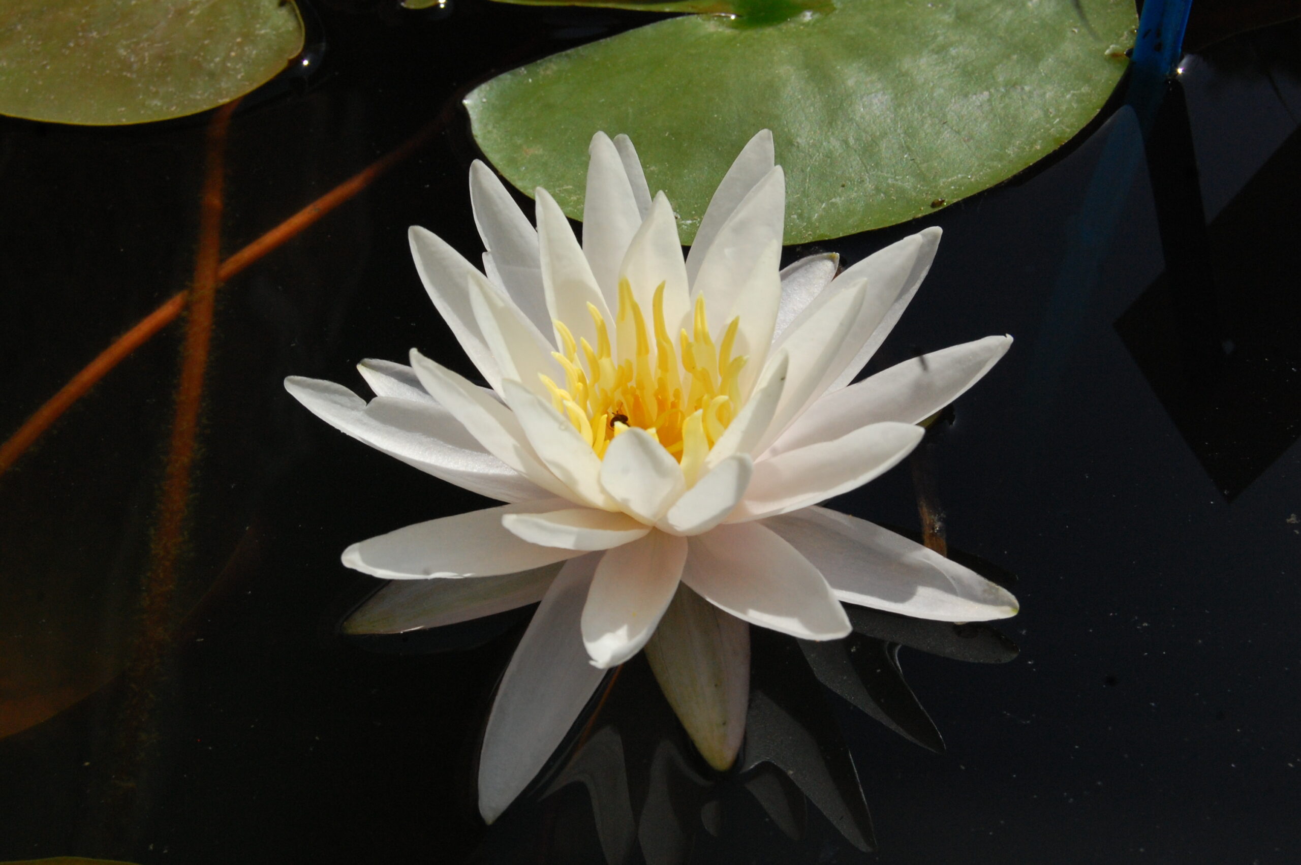 acheter nymphaea Vénus for sale buy on line (24)