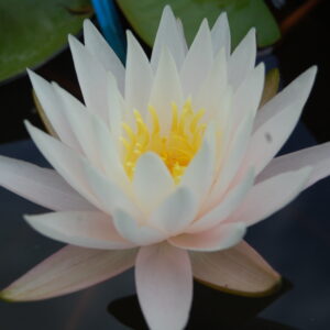 acheter nymphaea Vénus for sale buy on line (26)