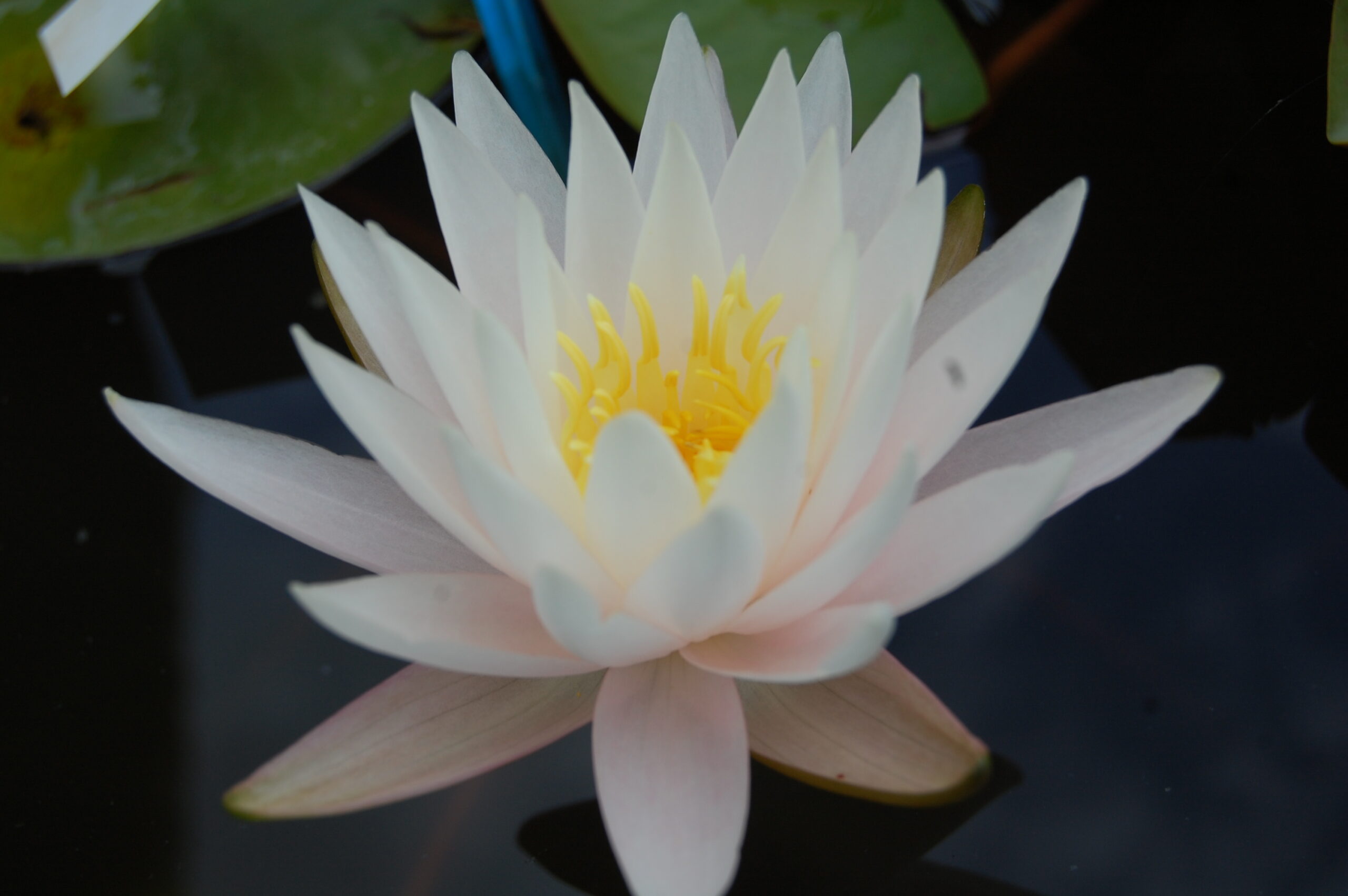 acheter nymphaea Vénus for sale buy on line (26)
