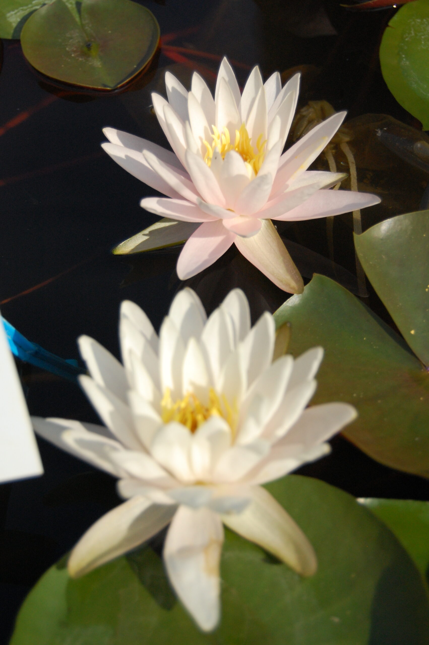 acheter nymphaea Vénus for sale buy on line (29)