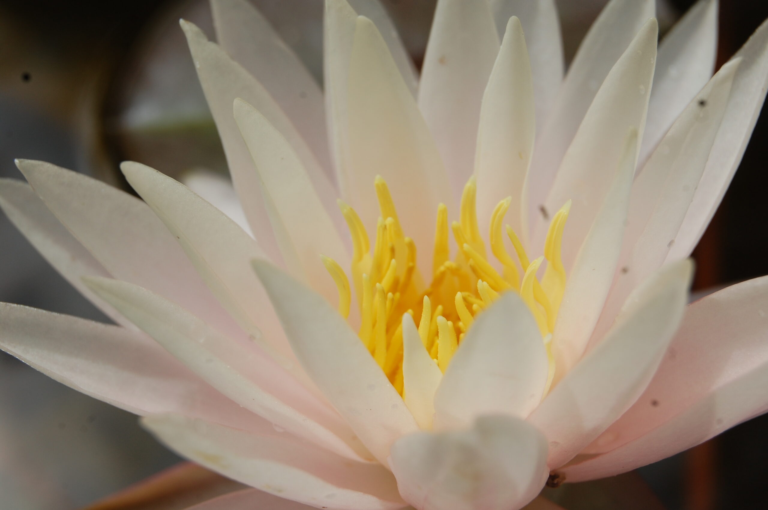 acheter nymphaea Vénus for sale buy on line (3)
