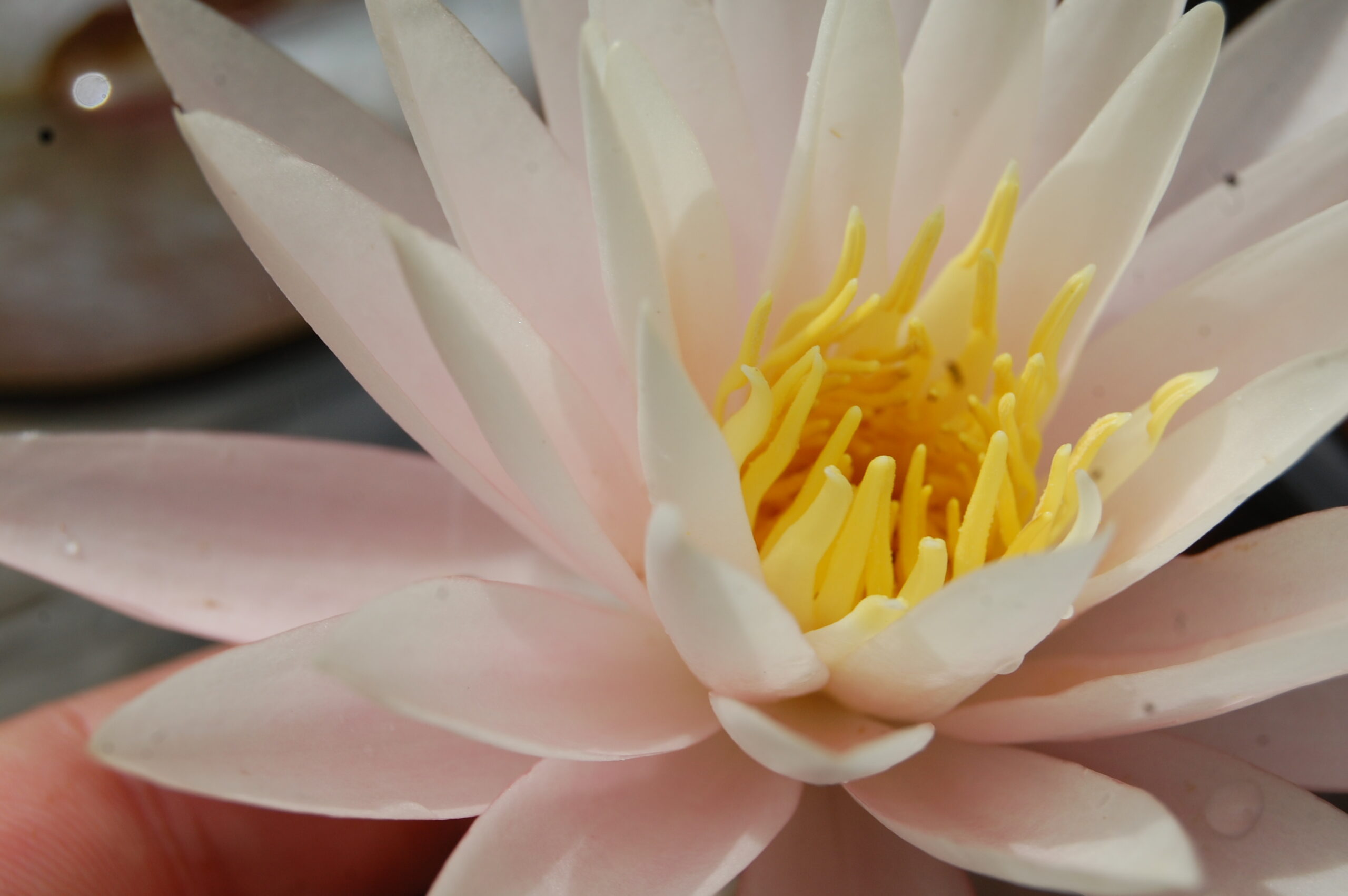 acheter nymphaea Vénus for sale buy on line (4)