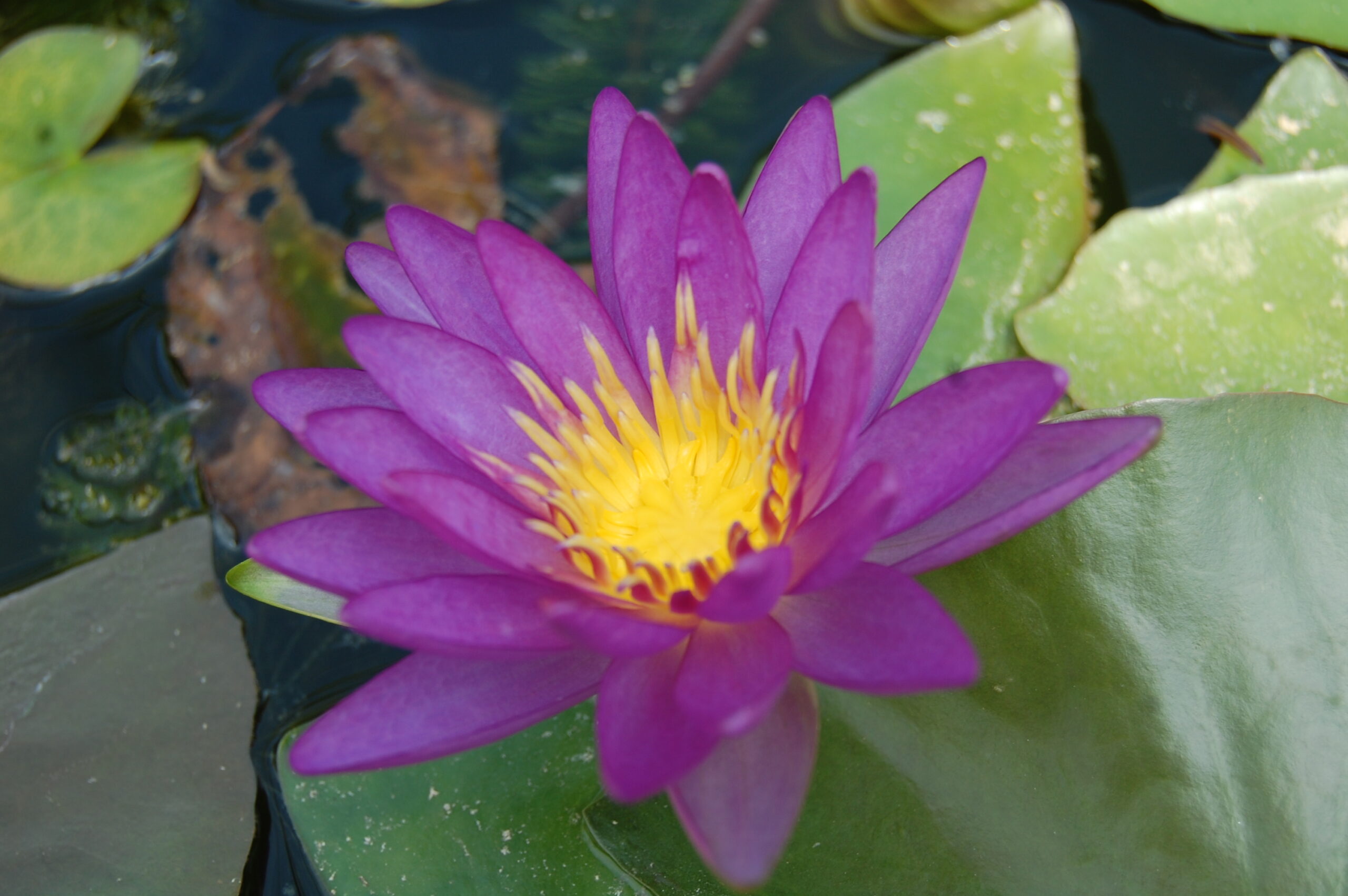 acheter nymphaea Violicious for sale buy on line (105)
