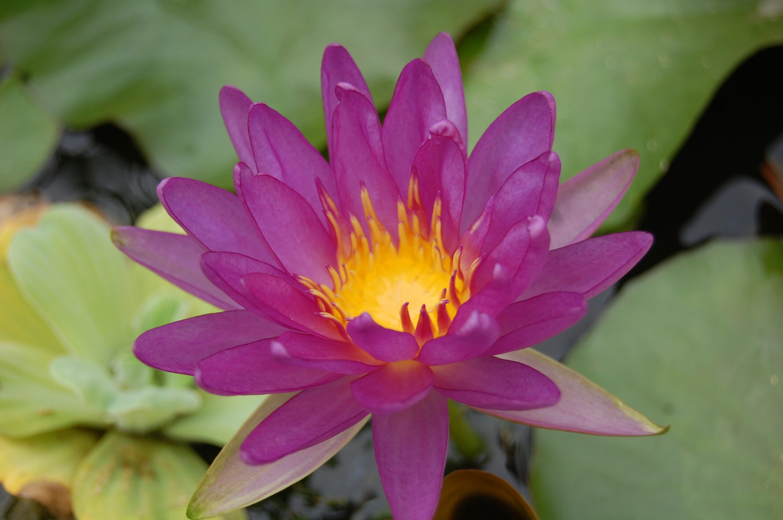 acheter nymphaea Violicious for sale buy on line (106)