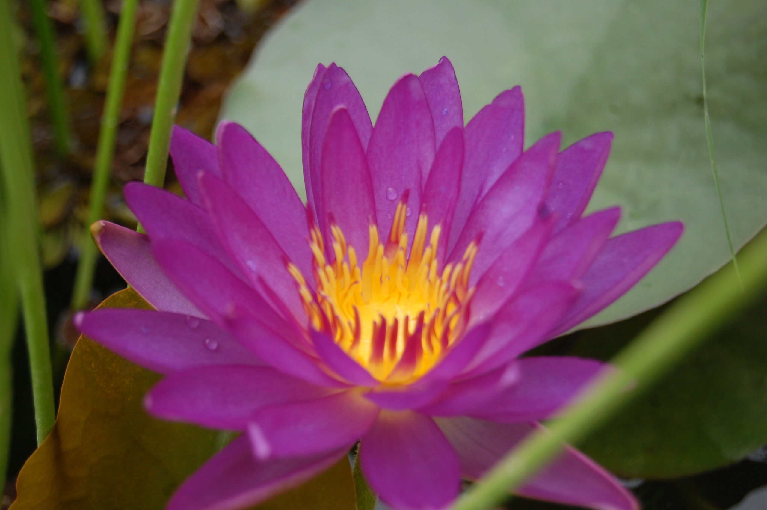 acheter nymphaea Violicious for sale buy on line (107)