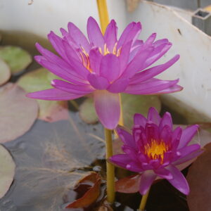 acheter nymphaea Violicious for sale buy on line (111)