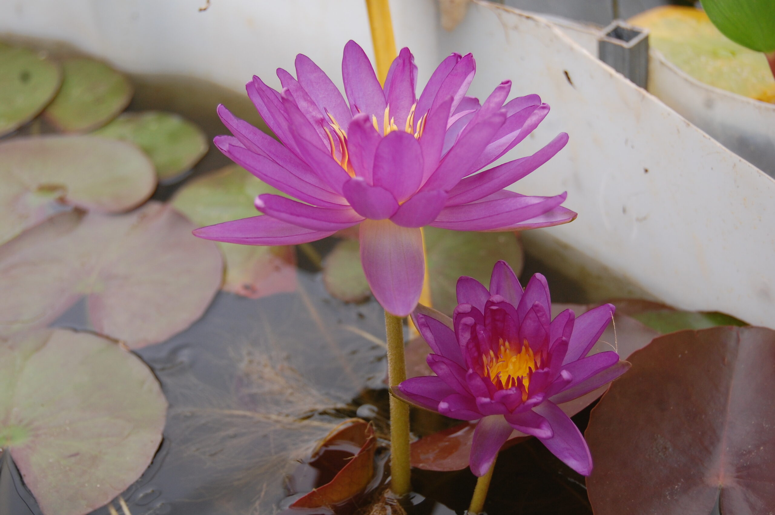 acheter nymphaea Violicious for sale buy on line (111)