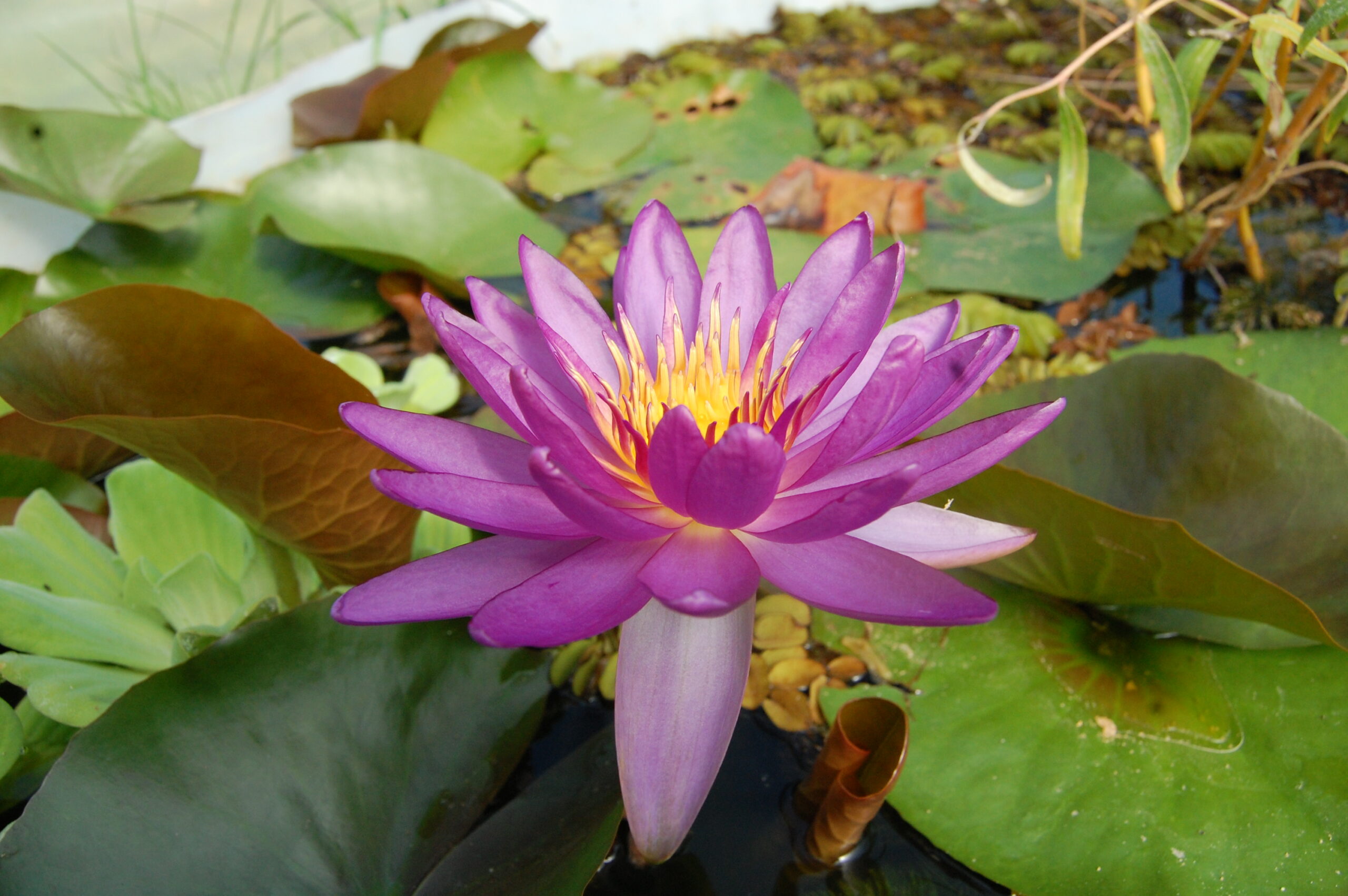 acheter nymphaea Violicious for sale buy on line (112)