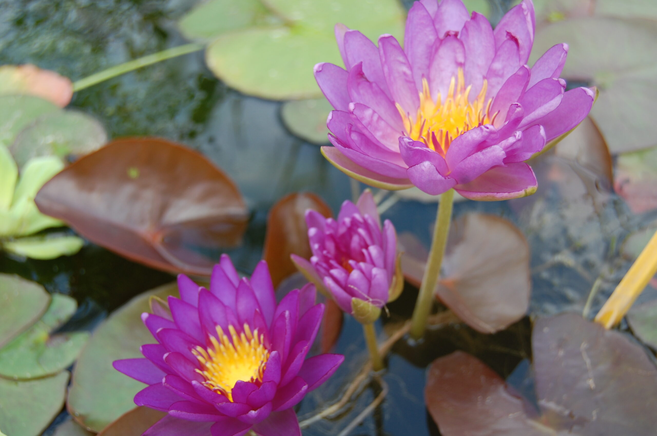 acheter nymphaea Violicious for sale buy on line (113)