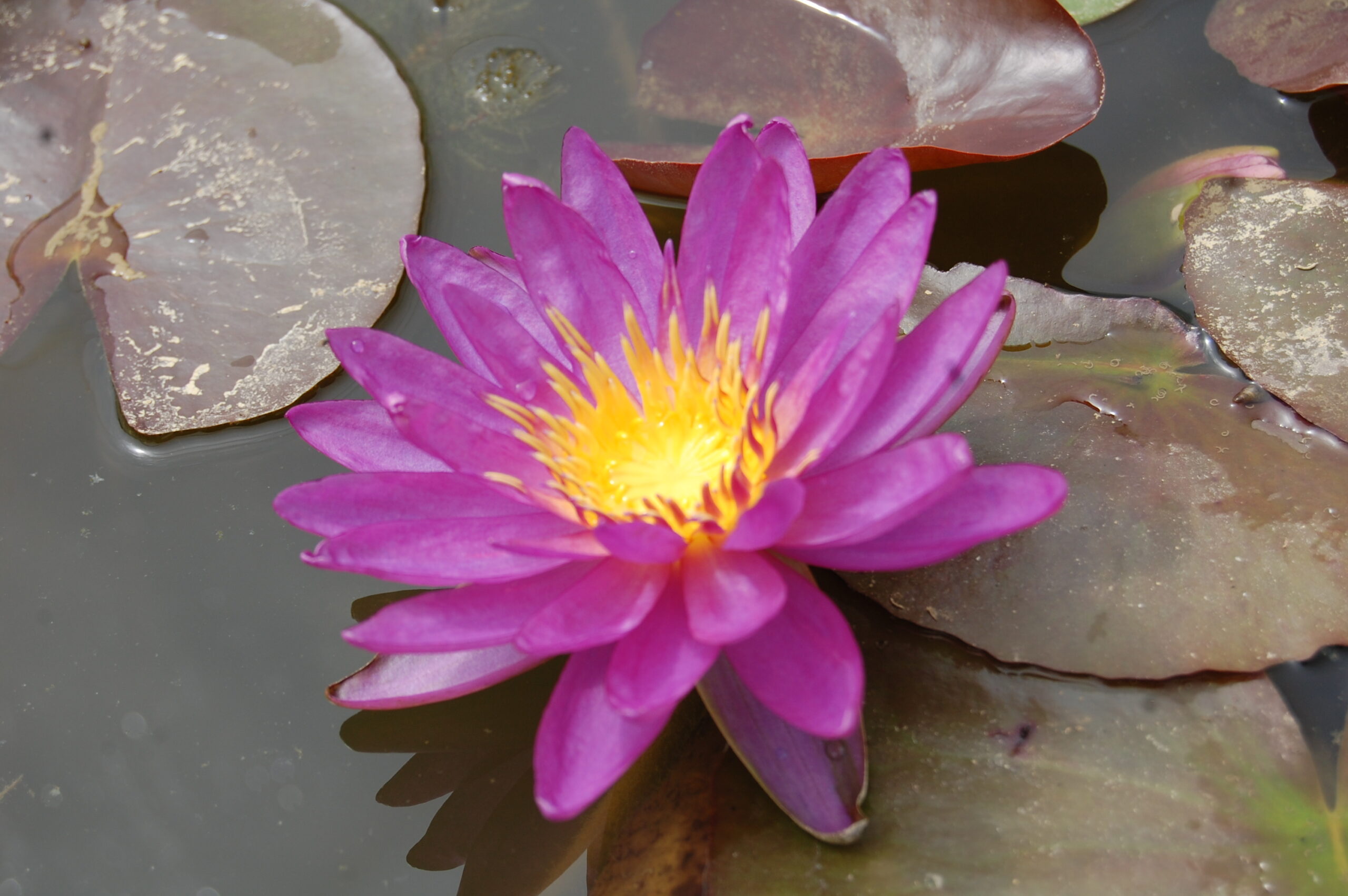 acheter nymphaea Violicious for sale buy on line (114)