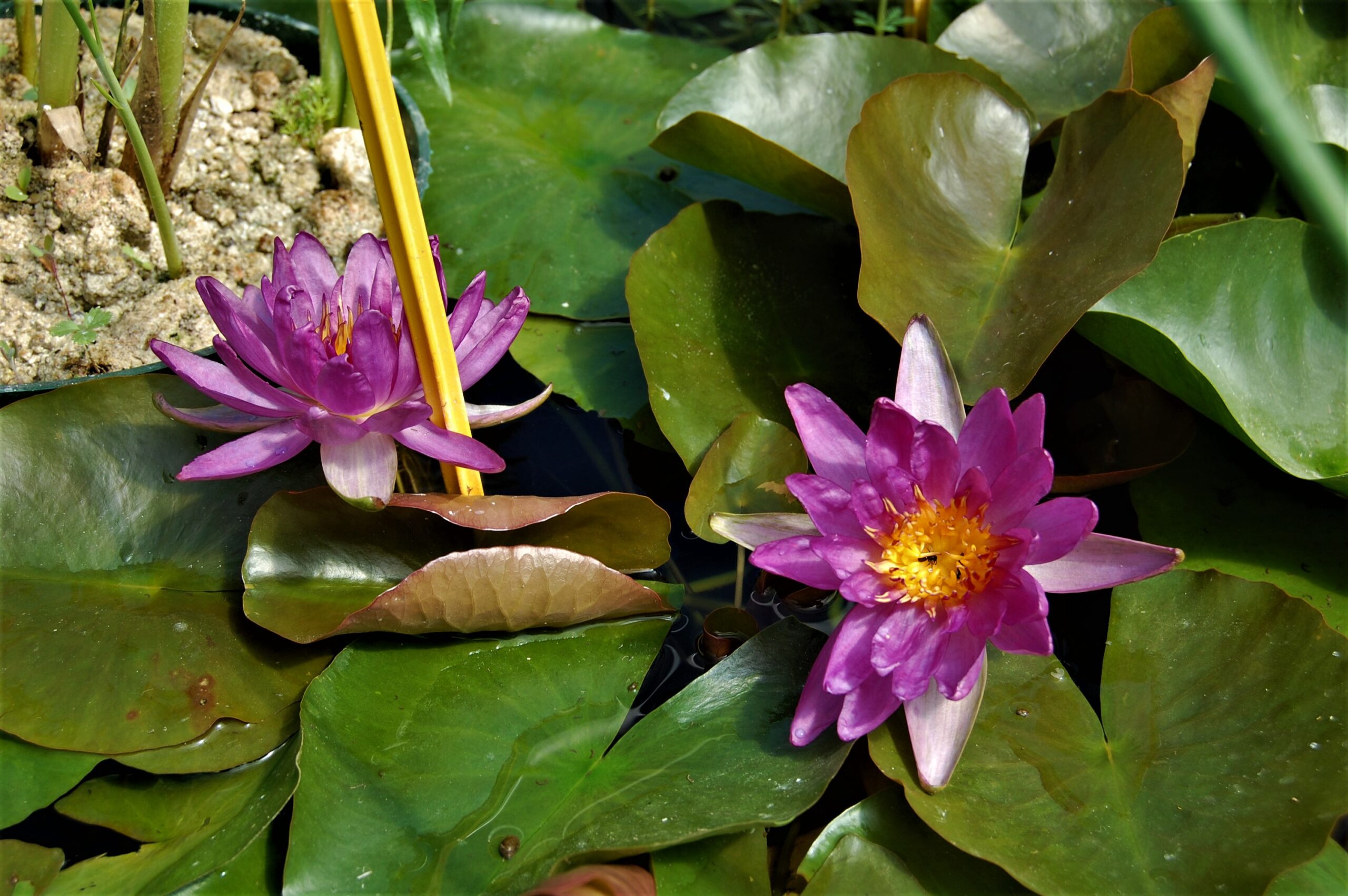 acheter nymphaea Violicious for sale buy on line (118)