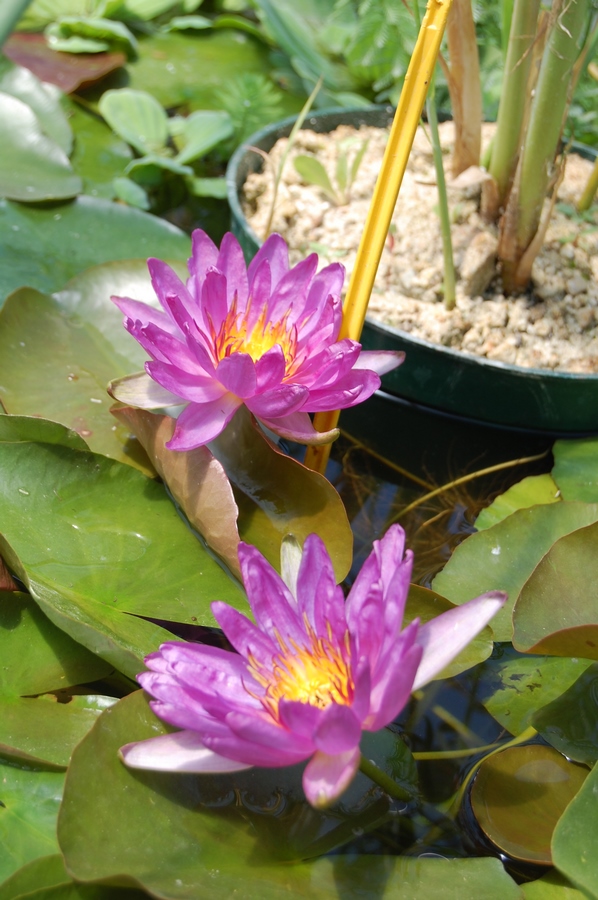 acheter nymphaea Violicious for sale buy on line (123)