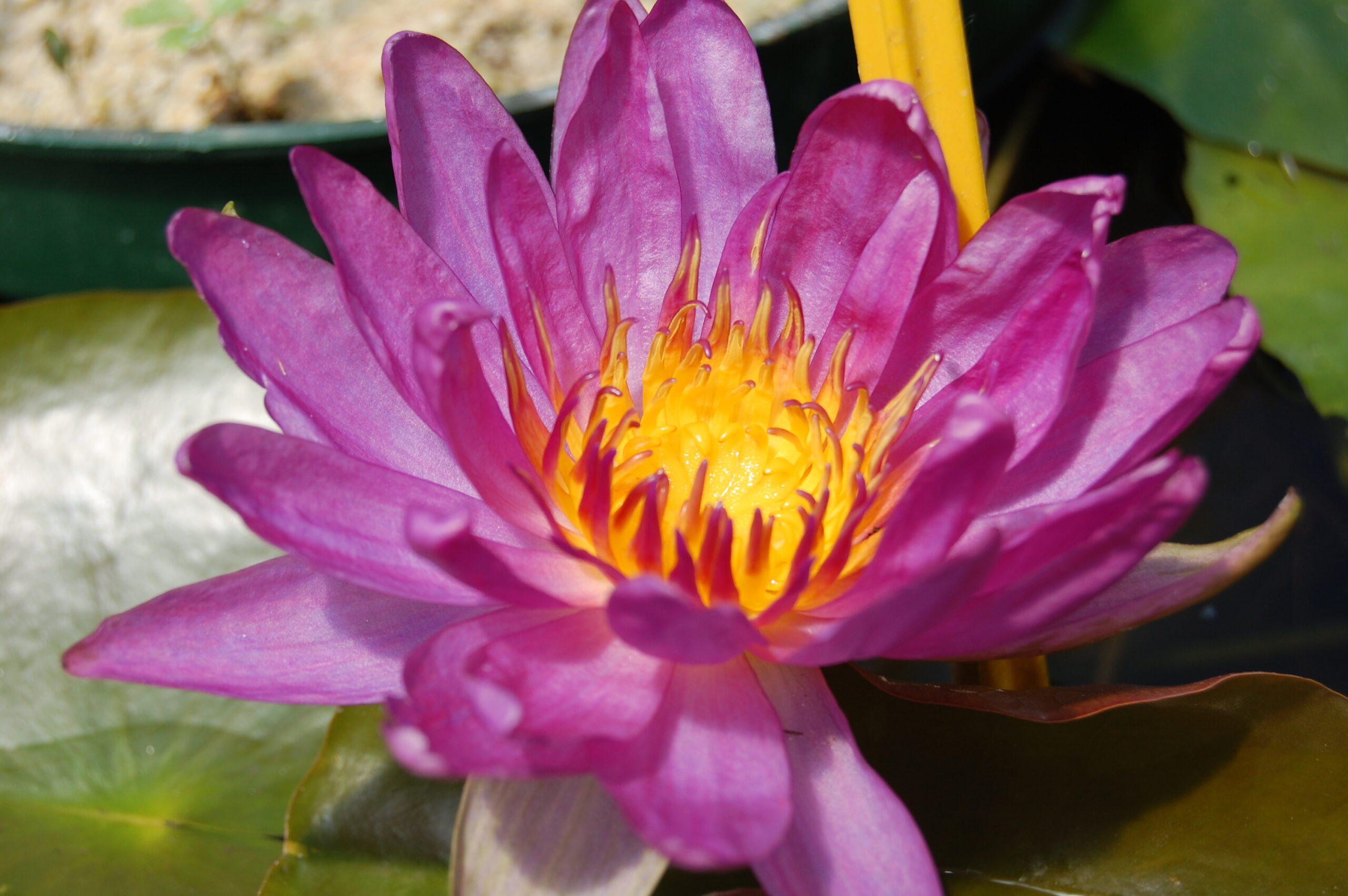 acheter nymphaea Violicious for sale buy on line (126)