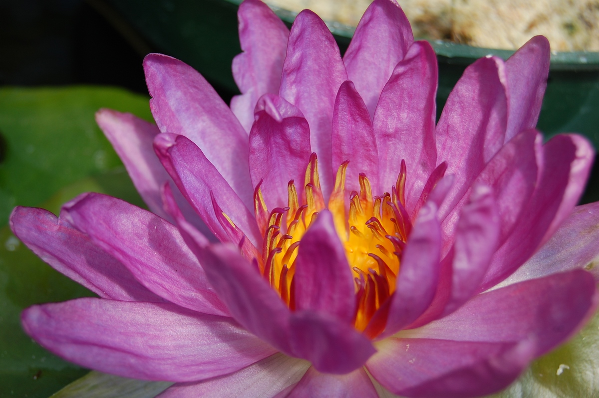 acheter nymphaea Violicious for sale buy on line (129)