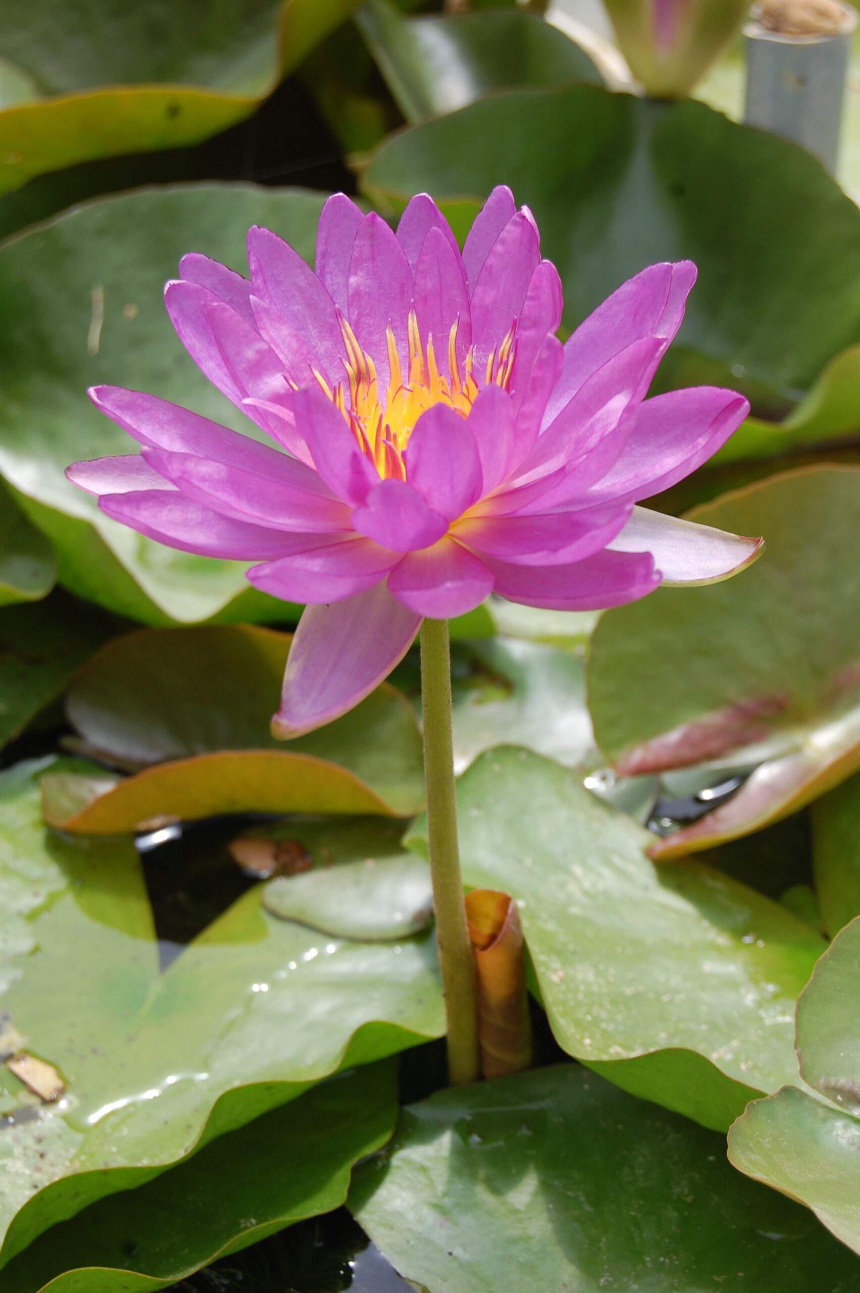 acheter nymphaea Violicious for sale buy on line (34)