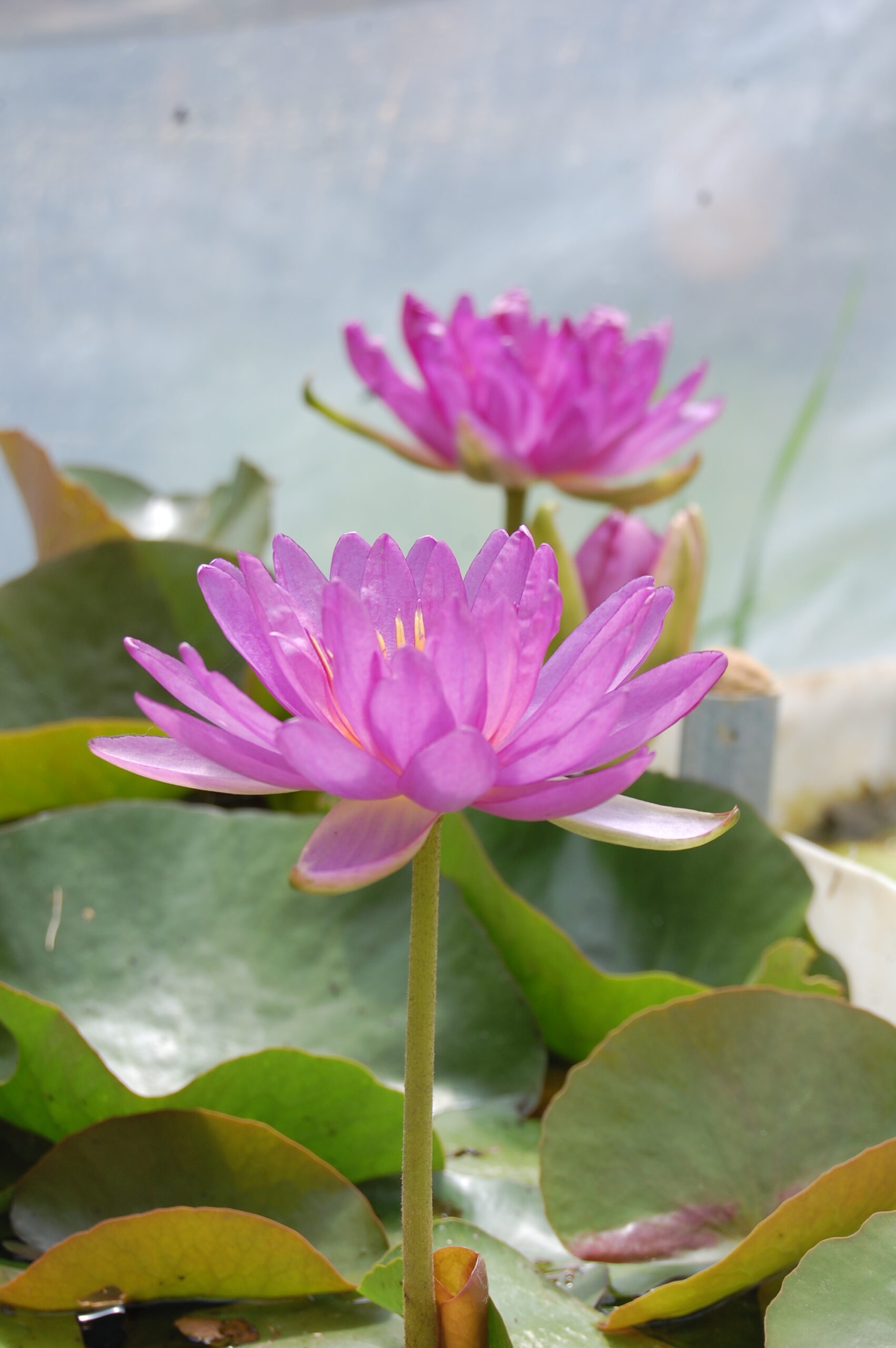 acheter nymphaea Violicious for sale buy on line (35)