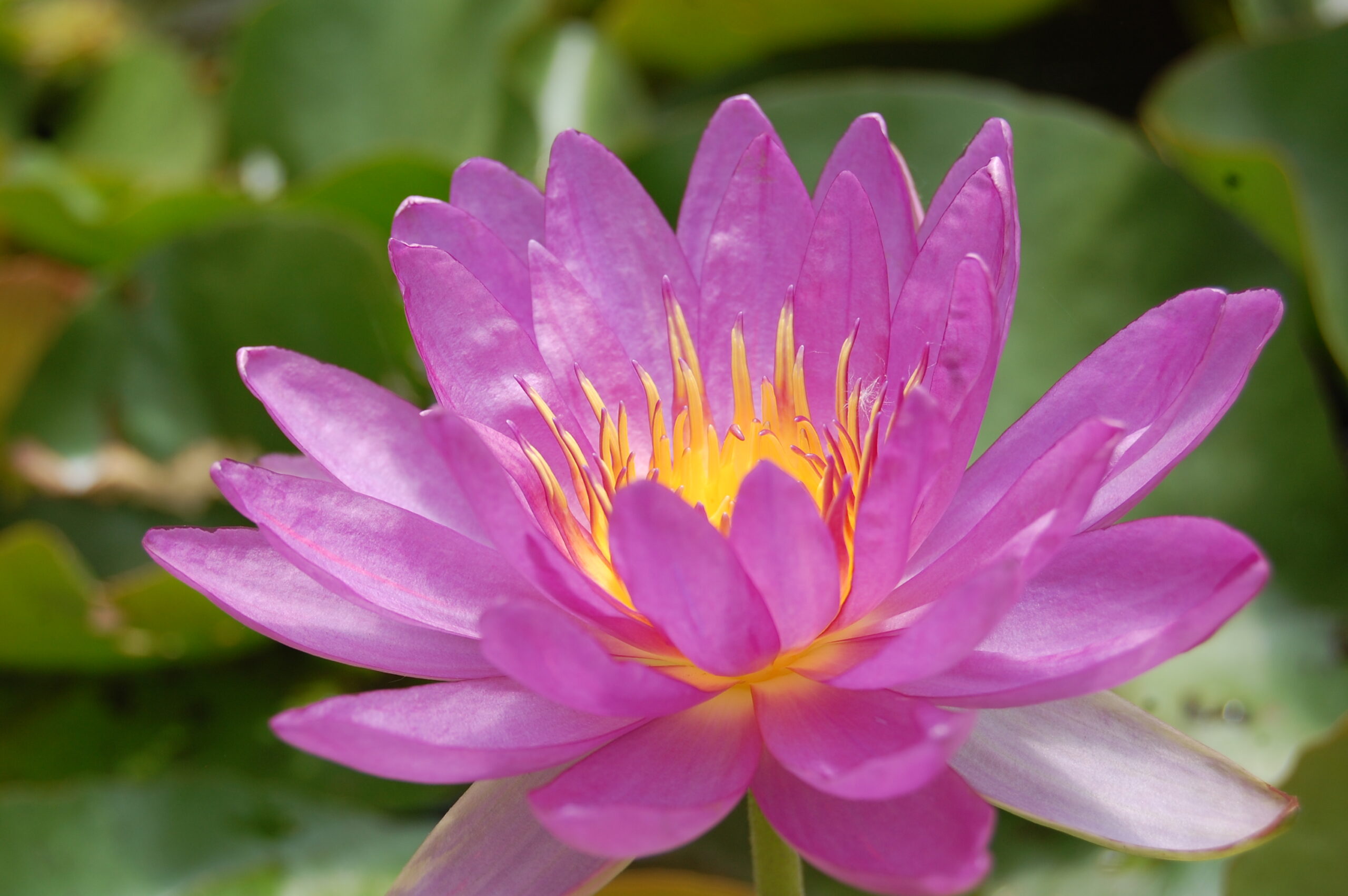 acheter nymphaea Violicious for sale buy on line (41)