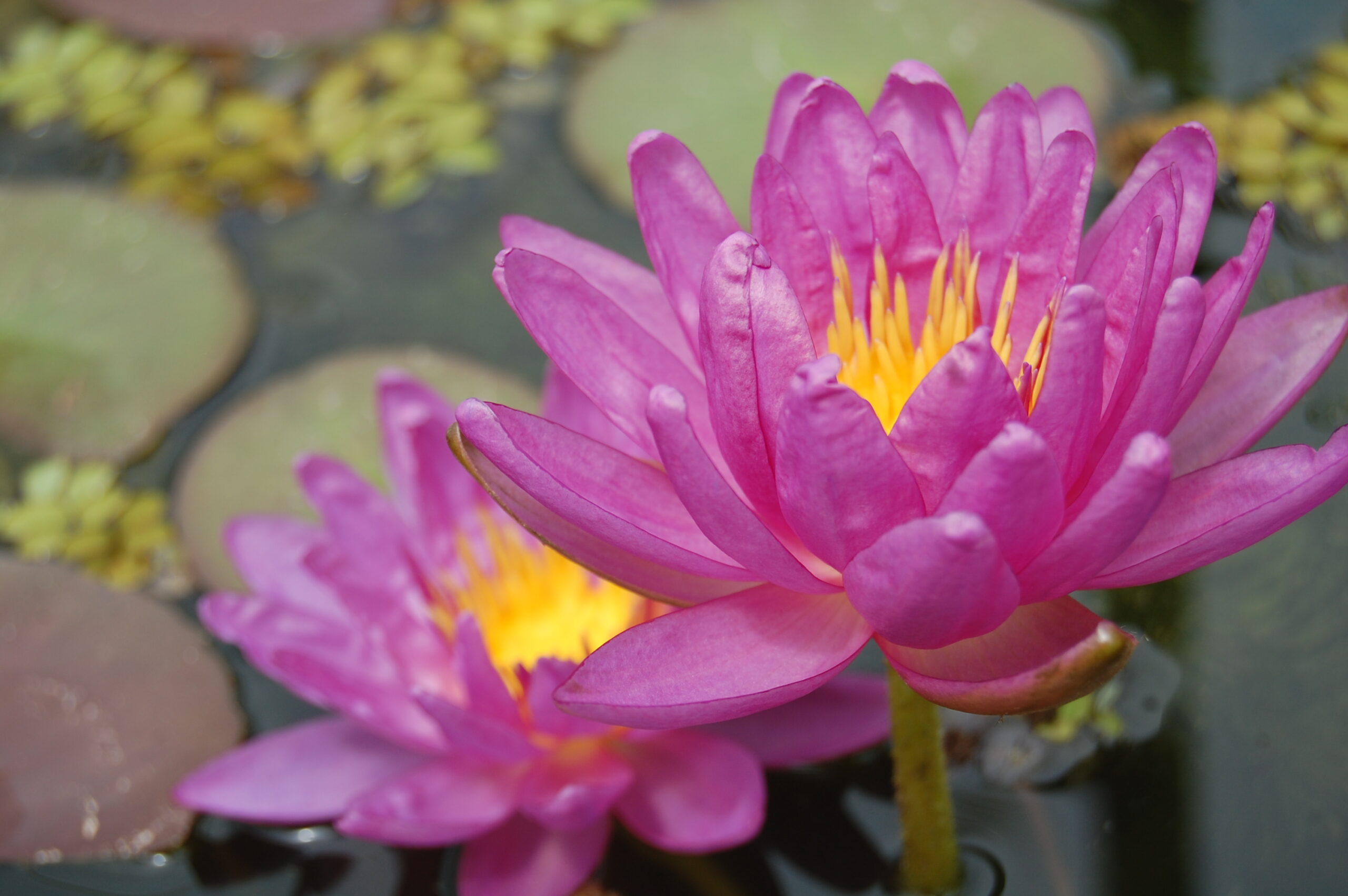 acheter nymphaea Violicious for sale buy on line (60)