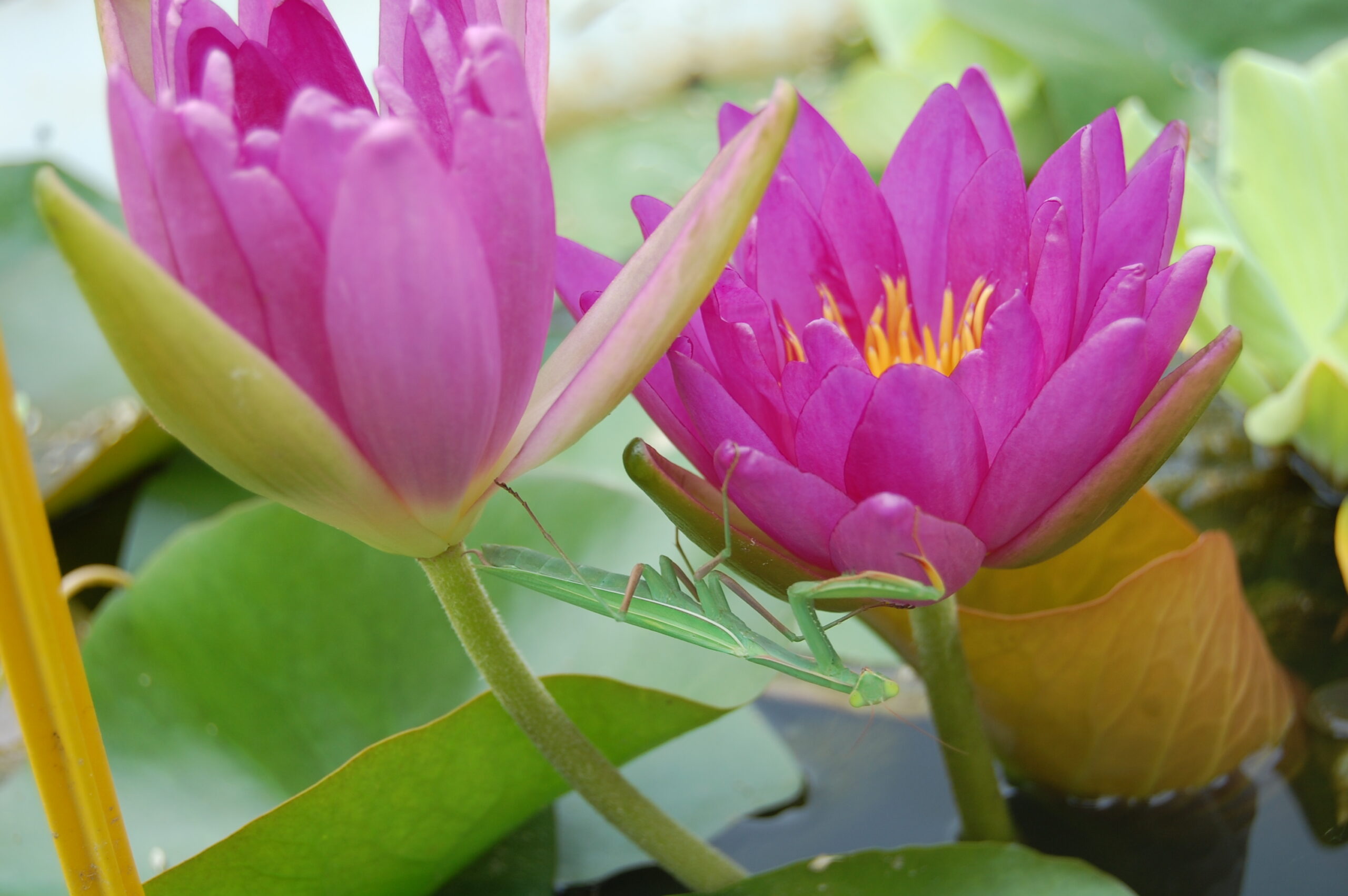 acheter nymphaea Violicious for sale buy on line (65)