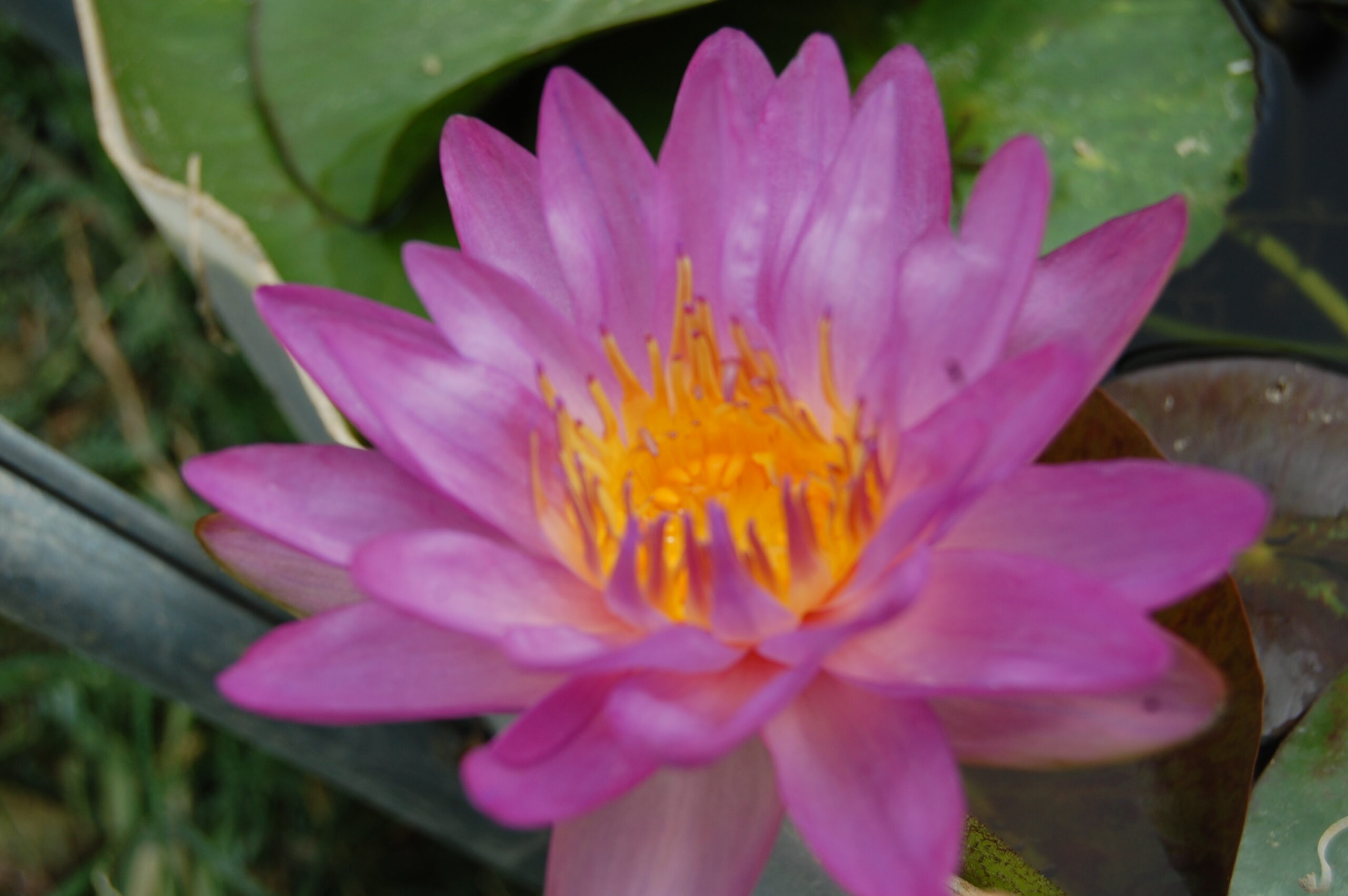 acheter nymphaea Violicious for sale buy on line (66)